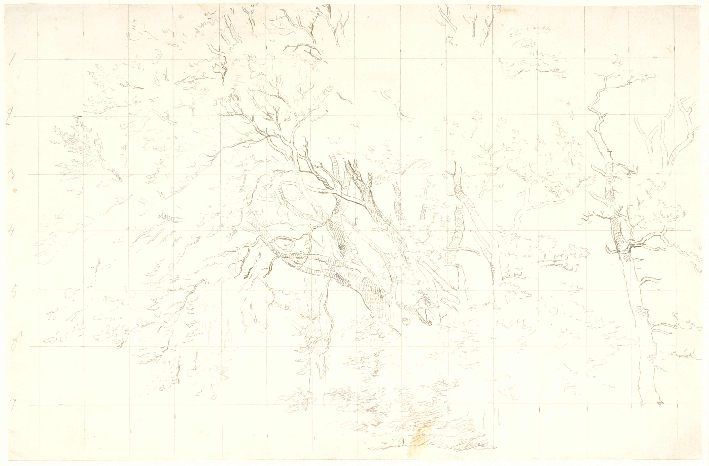 Studier af bøgekroner og en egestamme