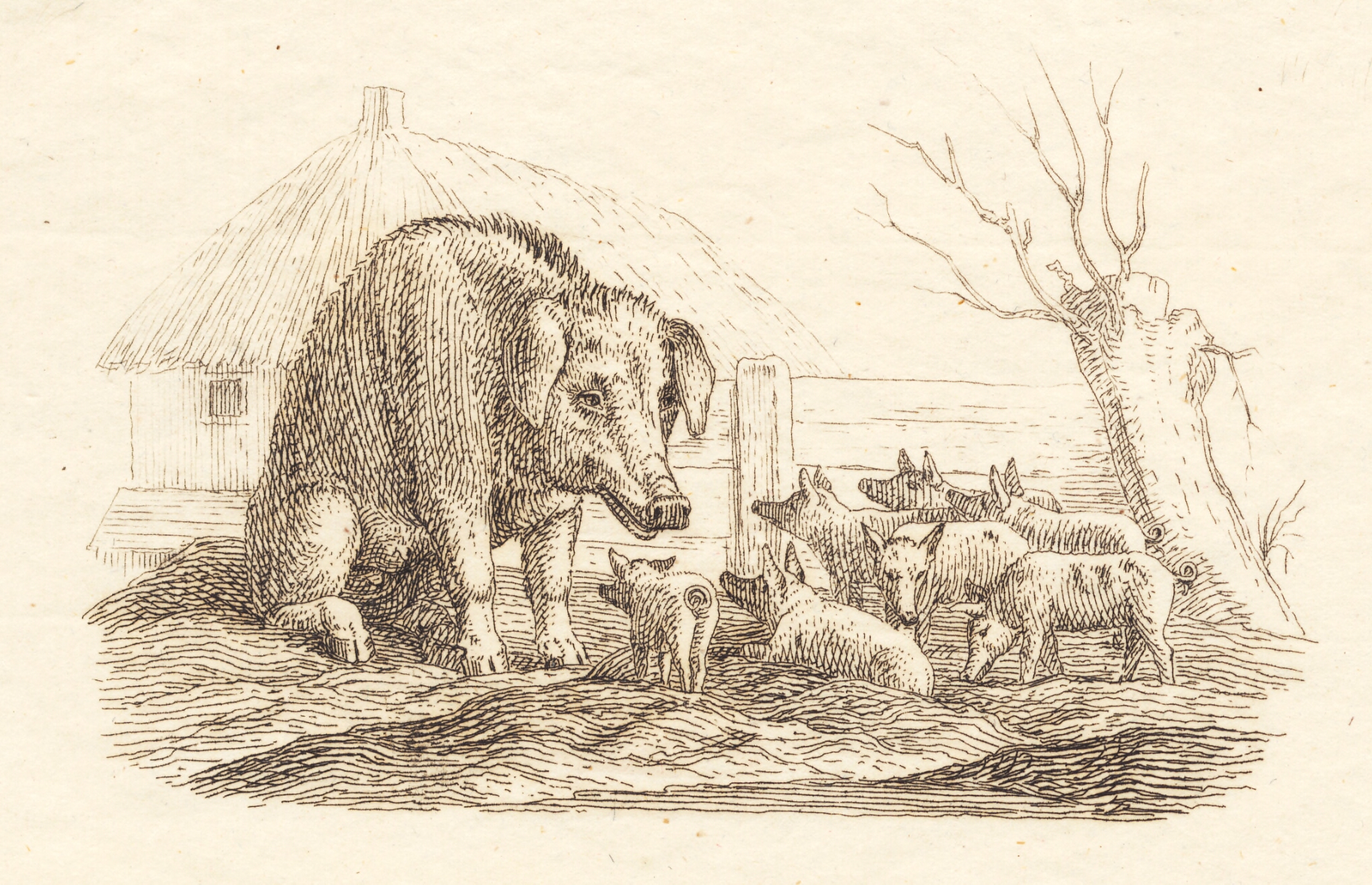 Illustration til "Halvhundrede Fabler for Børn" af Hey