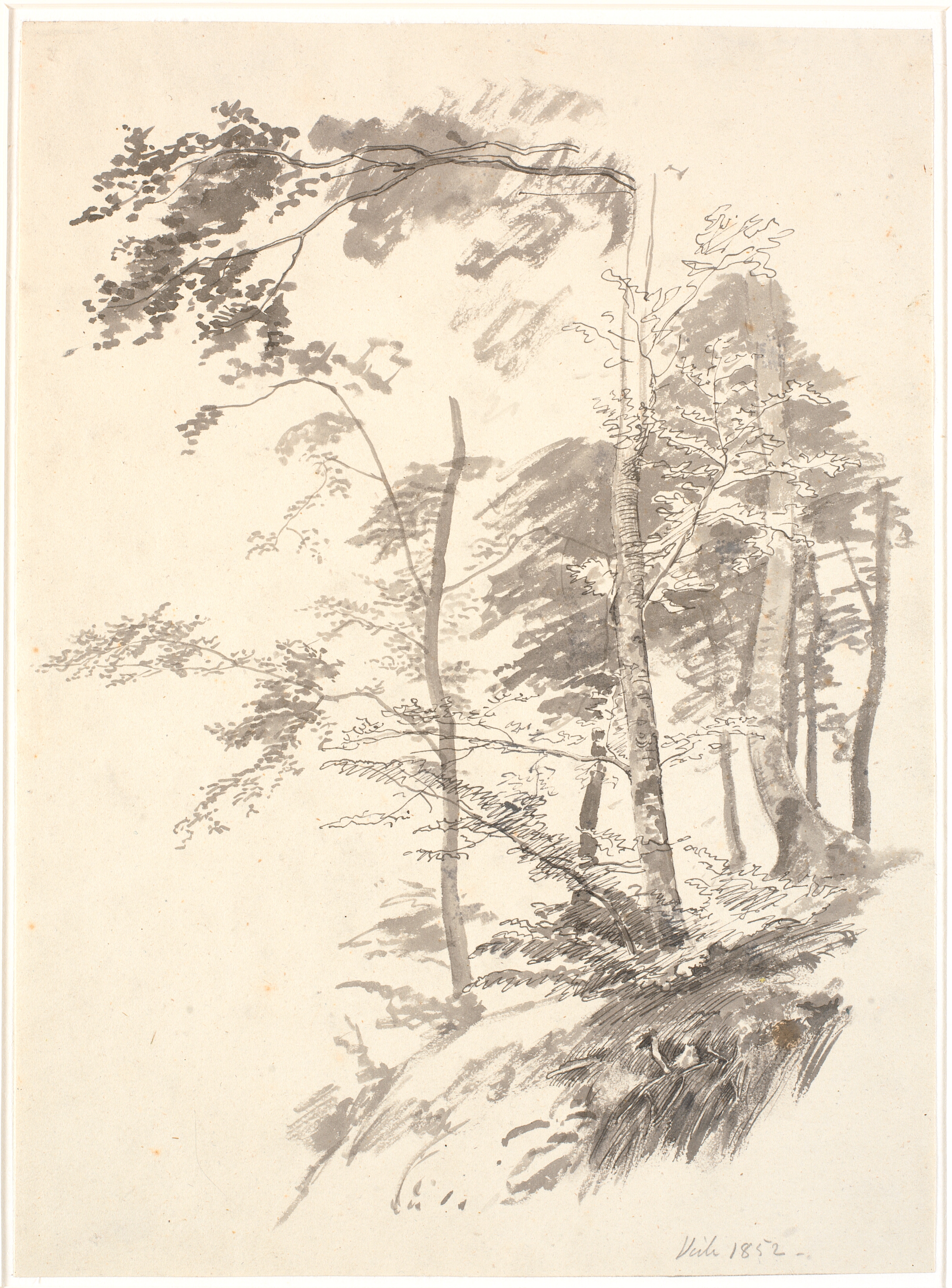 Bøgetræer på en skrænt