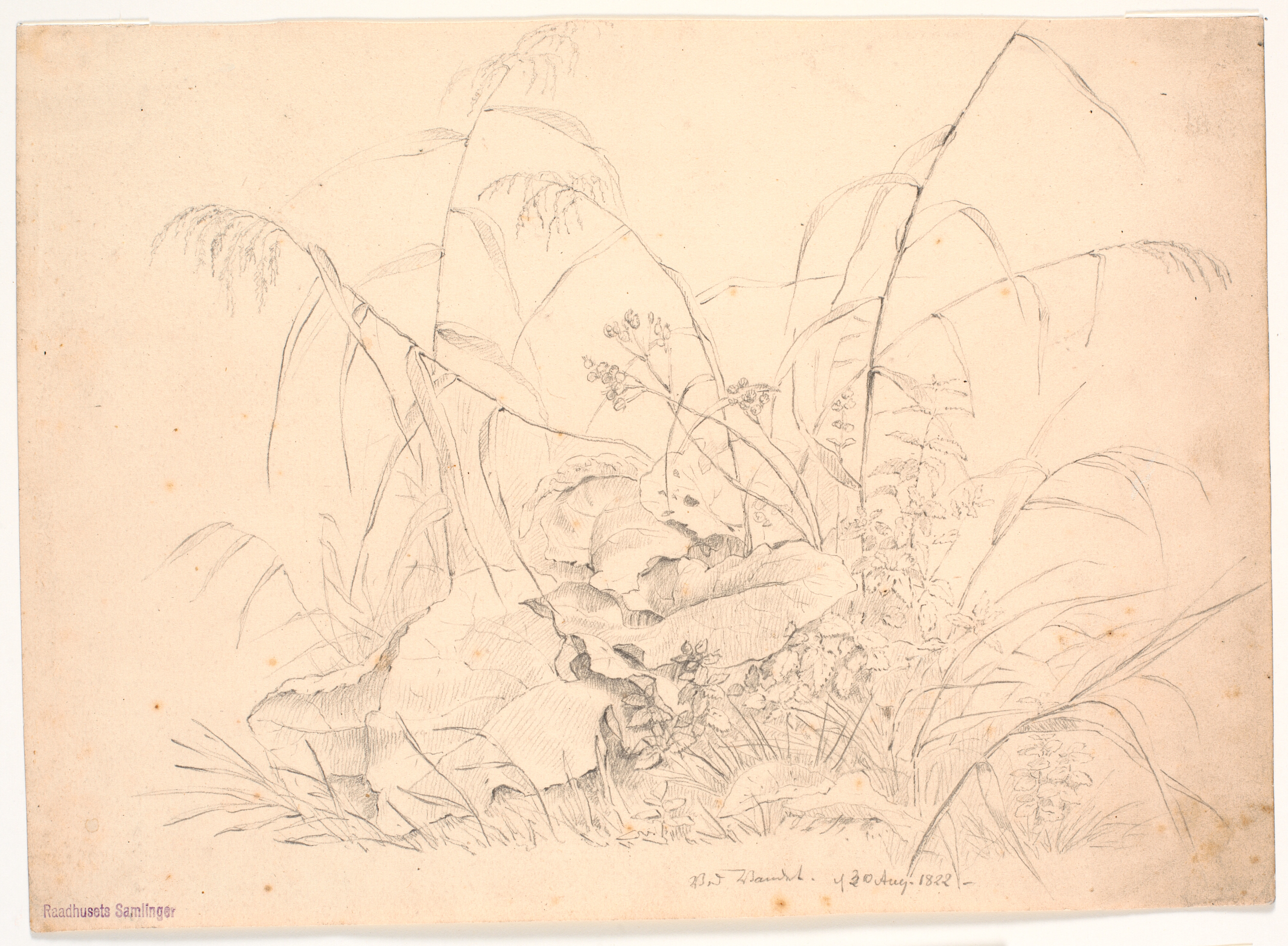 Plantestudie. Siv og skræpper