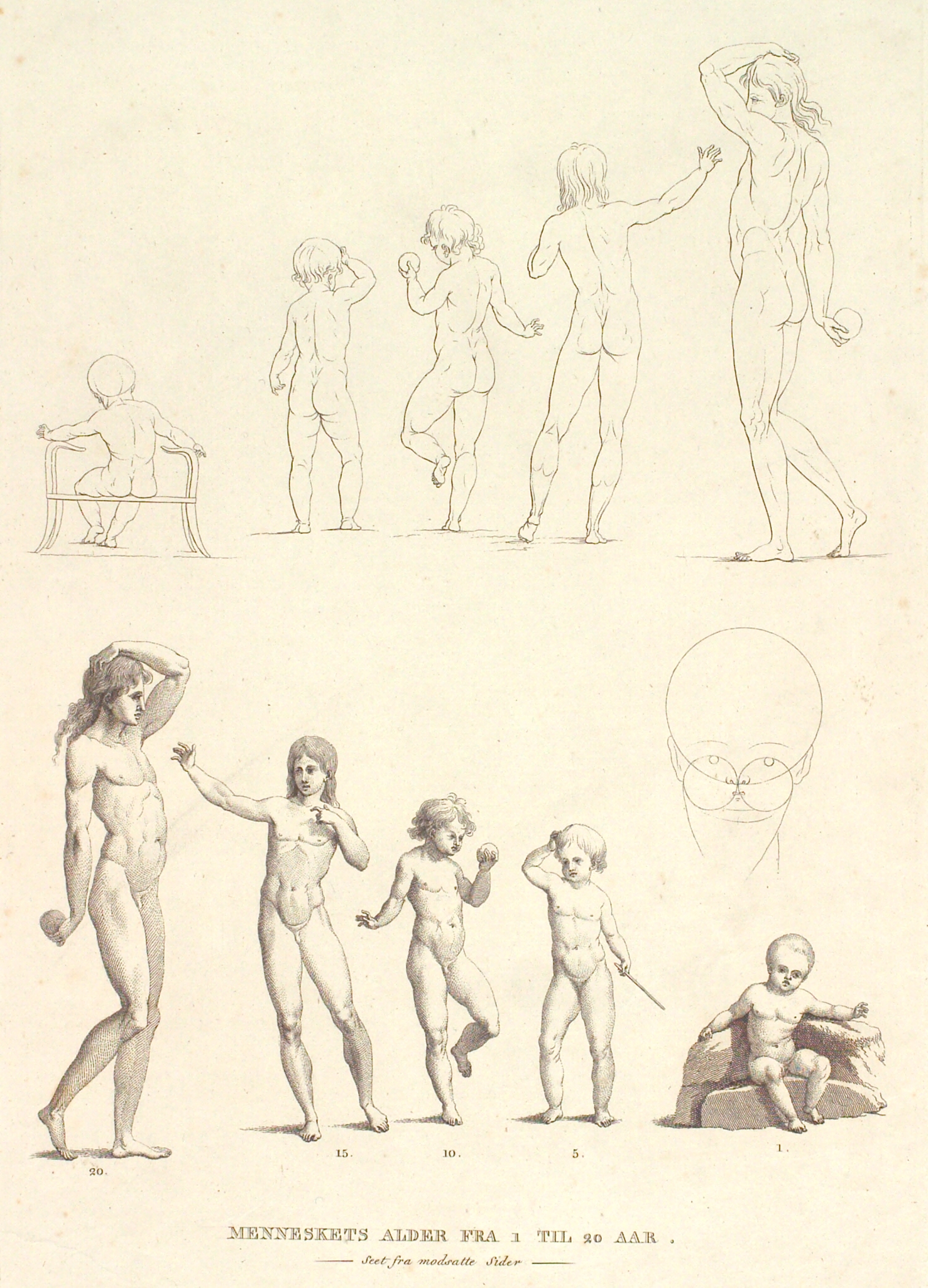 Menneskets Alder fra 1 til 20 Aar