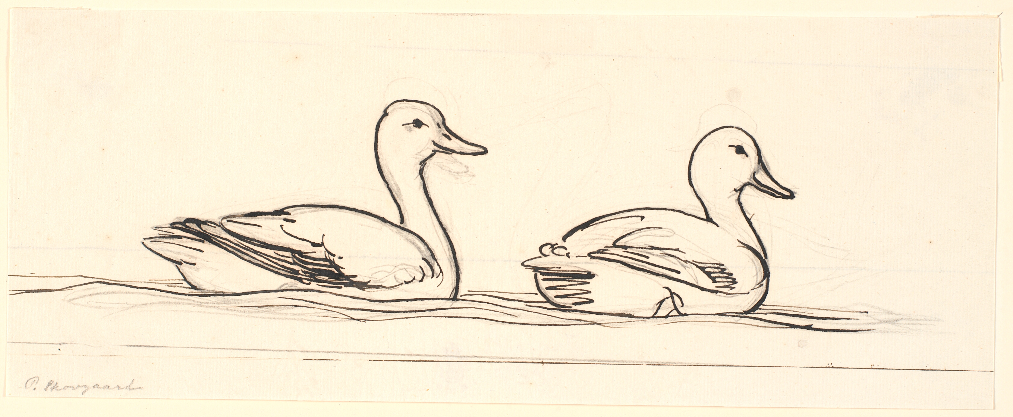 To ænder. Dekorativt udkast.