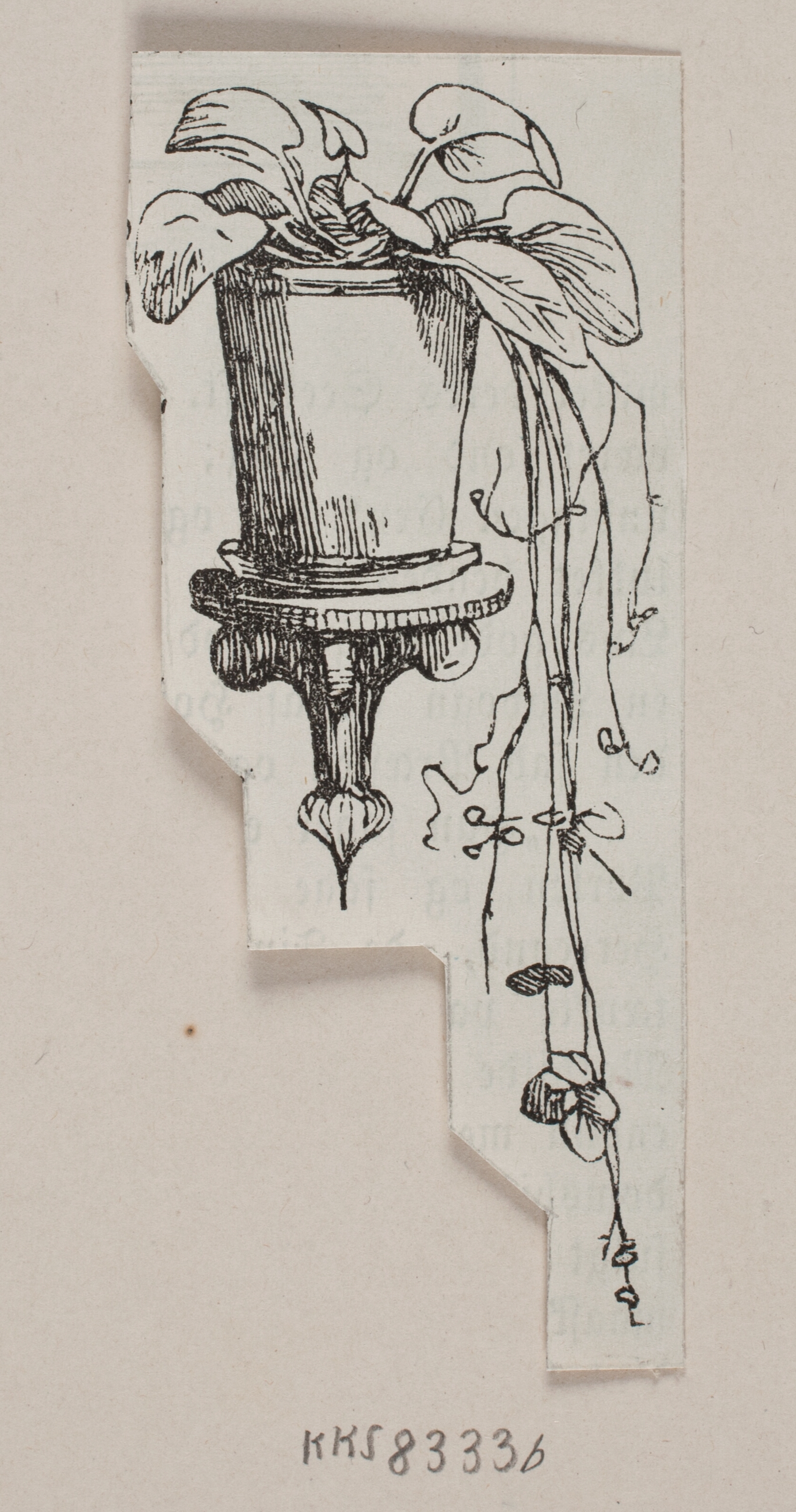 Korsknap i en urtepotte