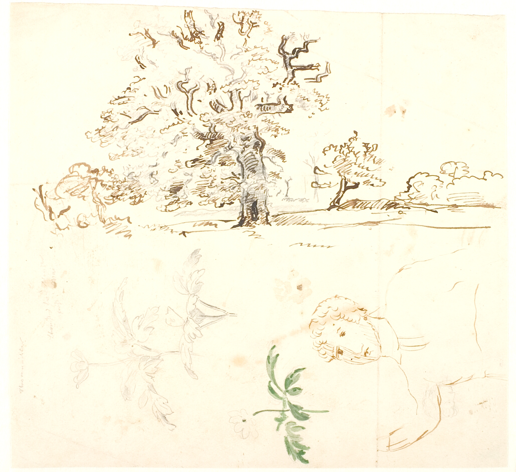 Studier af eg, ranunkelblade o.a.