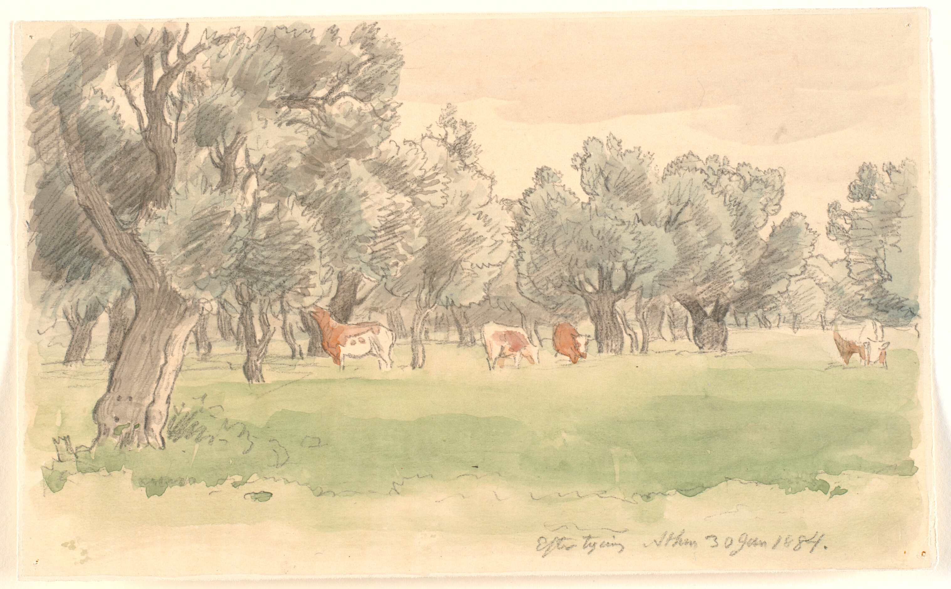 Græsk landskab med oliventræer og græssende rødbroget kvæg