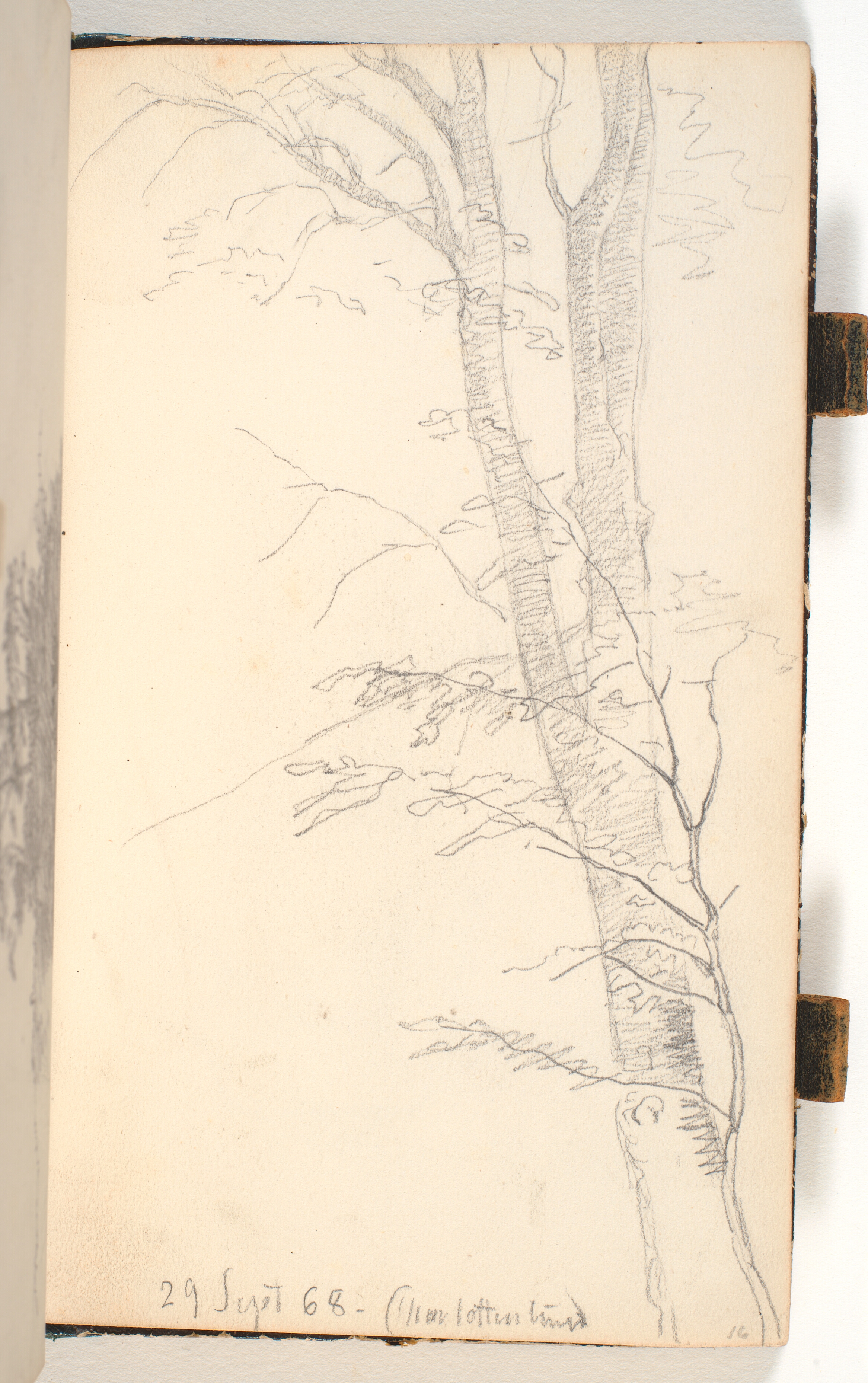 Træstamme med kviste og løv