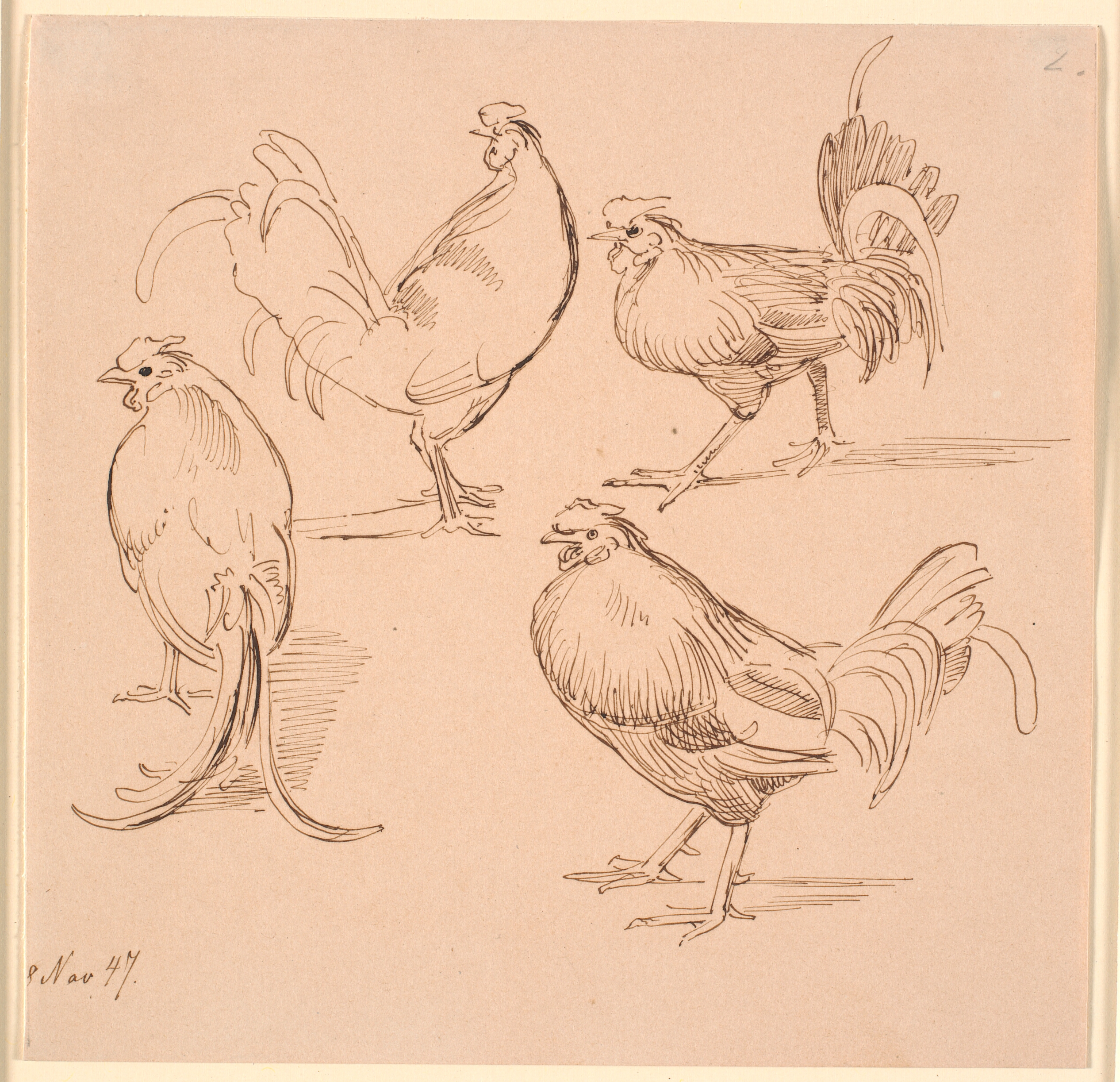 Fire studier af haner