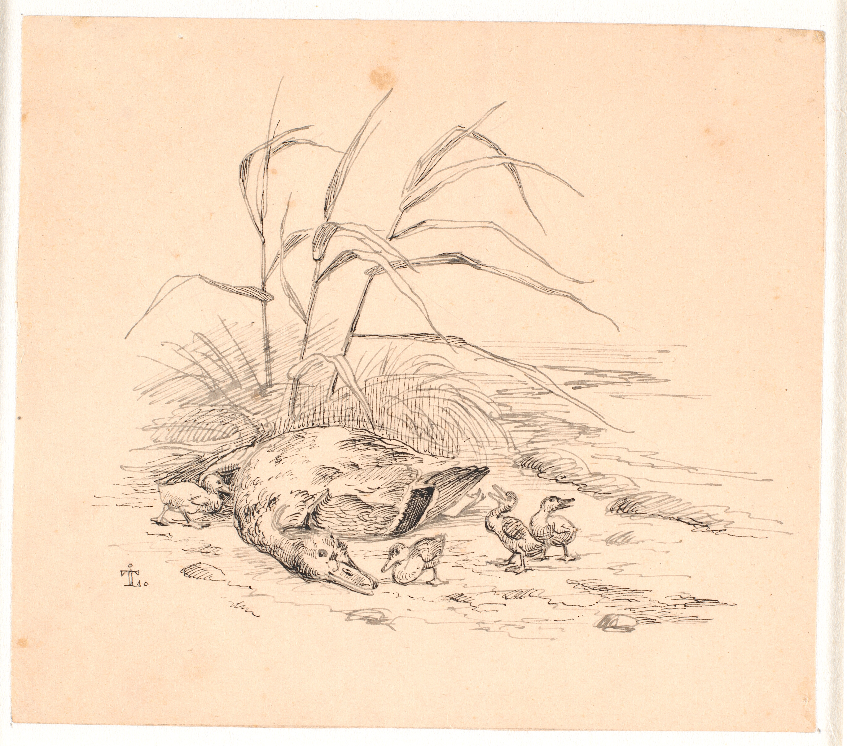 Den dræbte vildand. Illustration til Kaalunds "Fabler for Børn". Se kommentar fra arkkatalog.