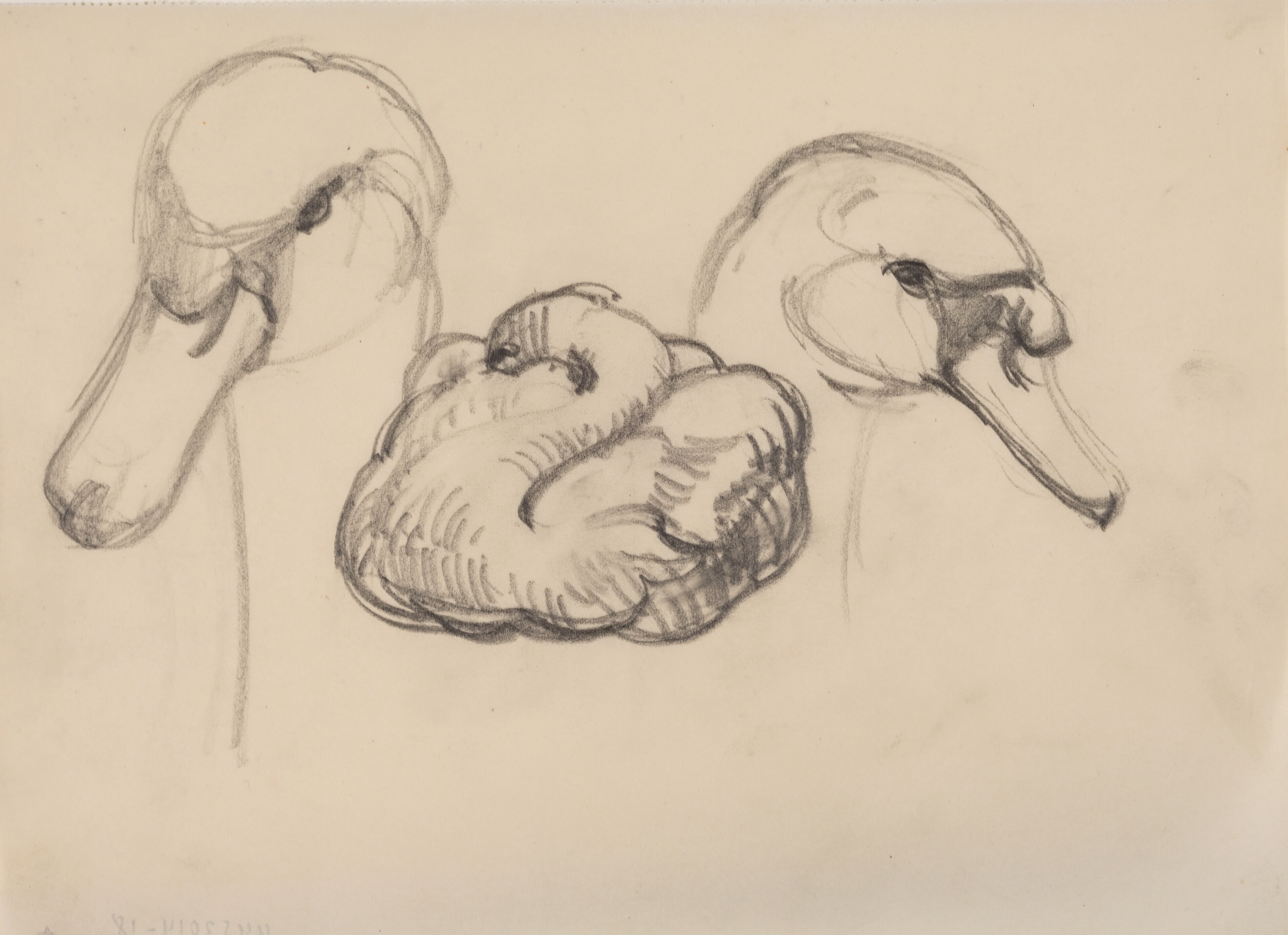 Svane og hoveder af svaner