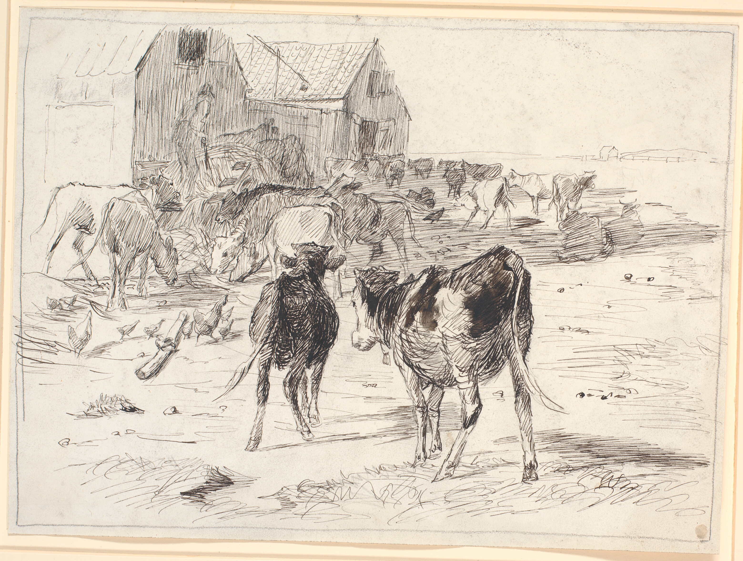 Høhøst på Saltholm. Kalve flokkes om vogne ved laden