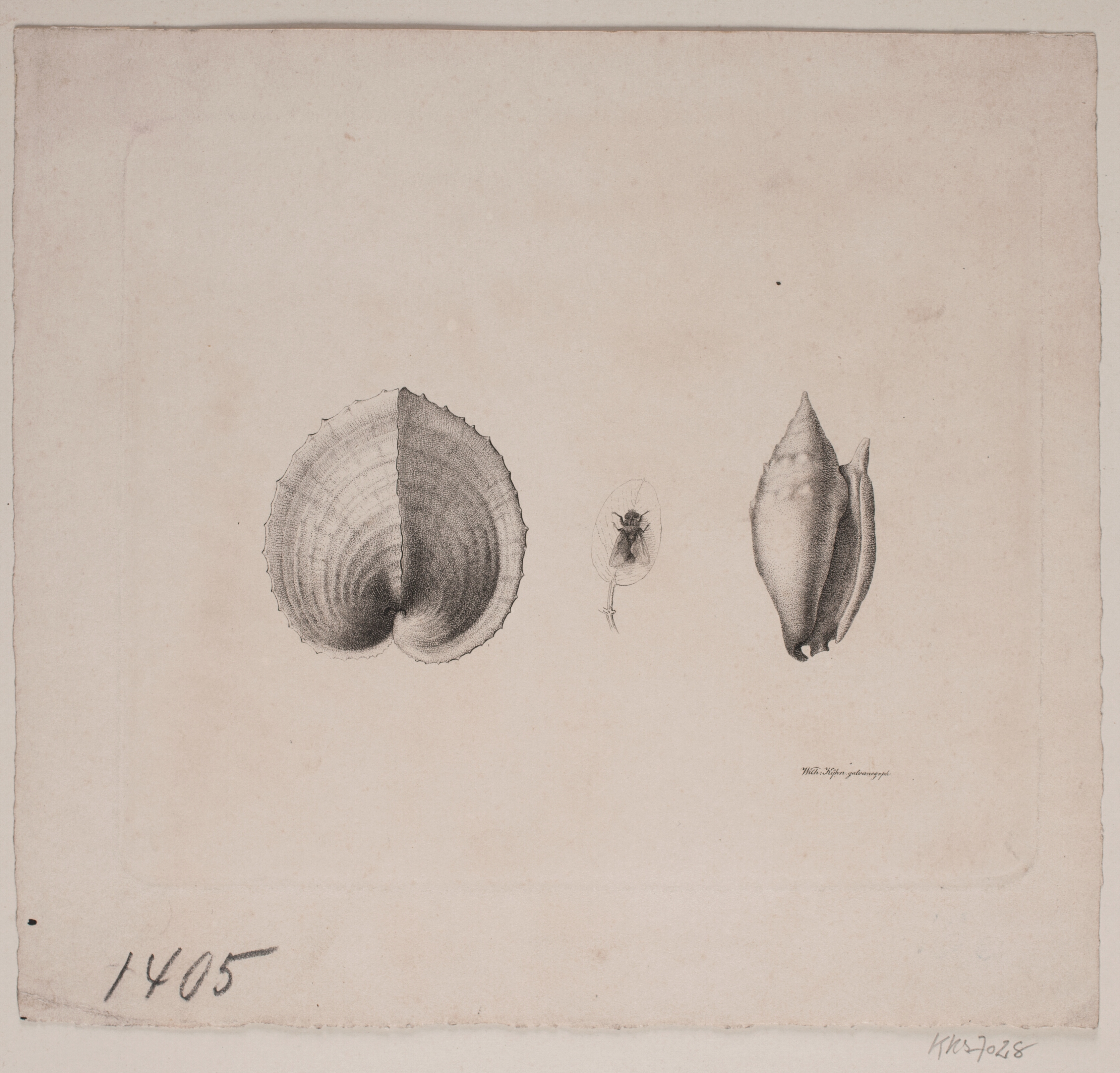 To konkylier og en flue