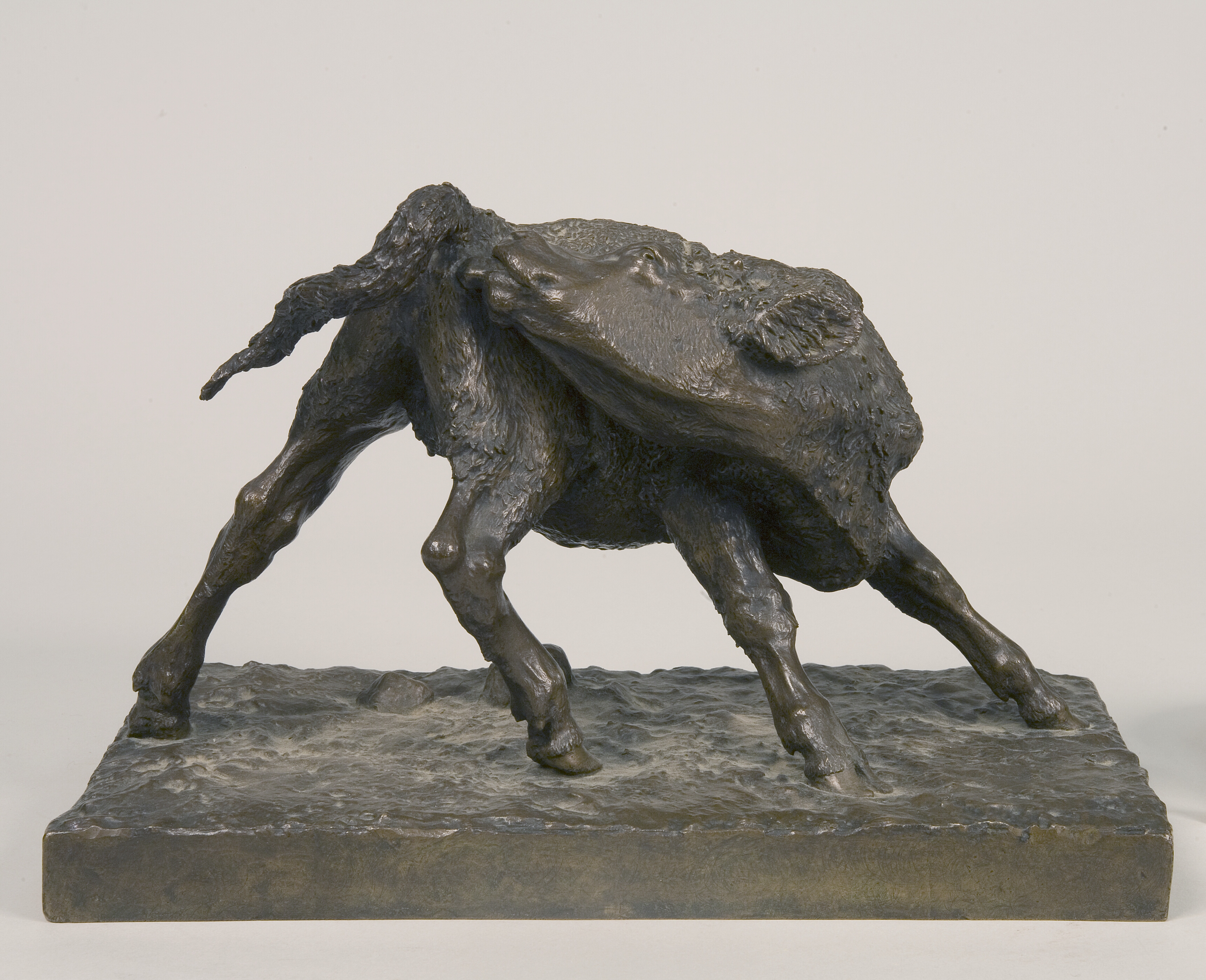 En kalv, der slikker sig