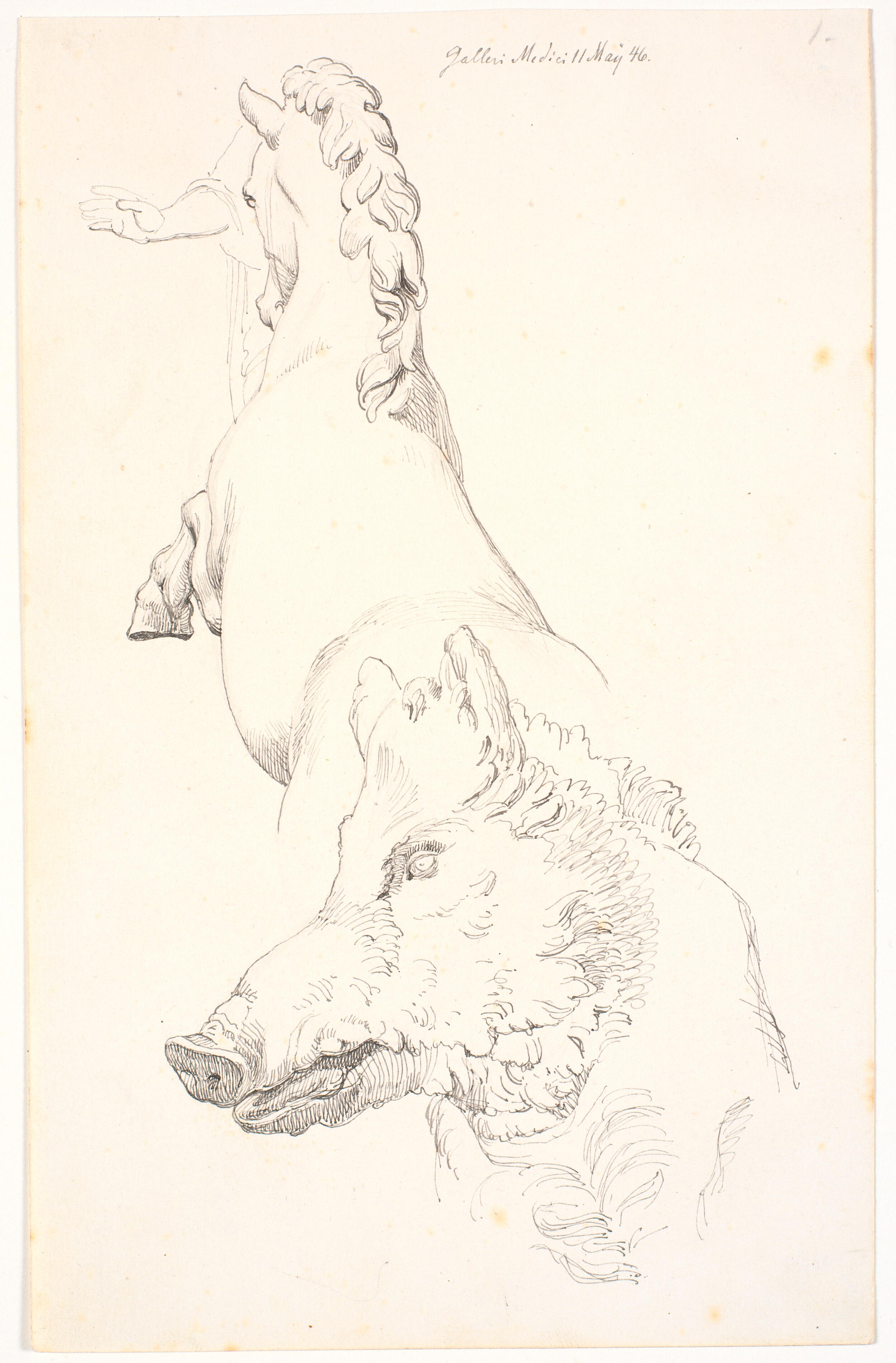 Studie efter antikke skulpturer: Vildsvinehoved, overkroppen af en stejlende hest, set bagfra og en arm med draperi