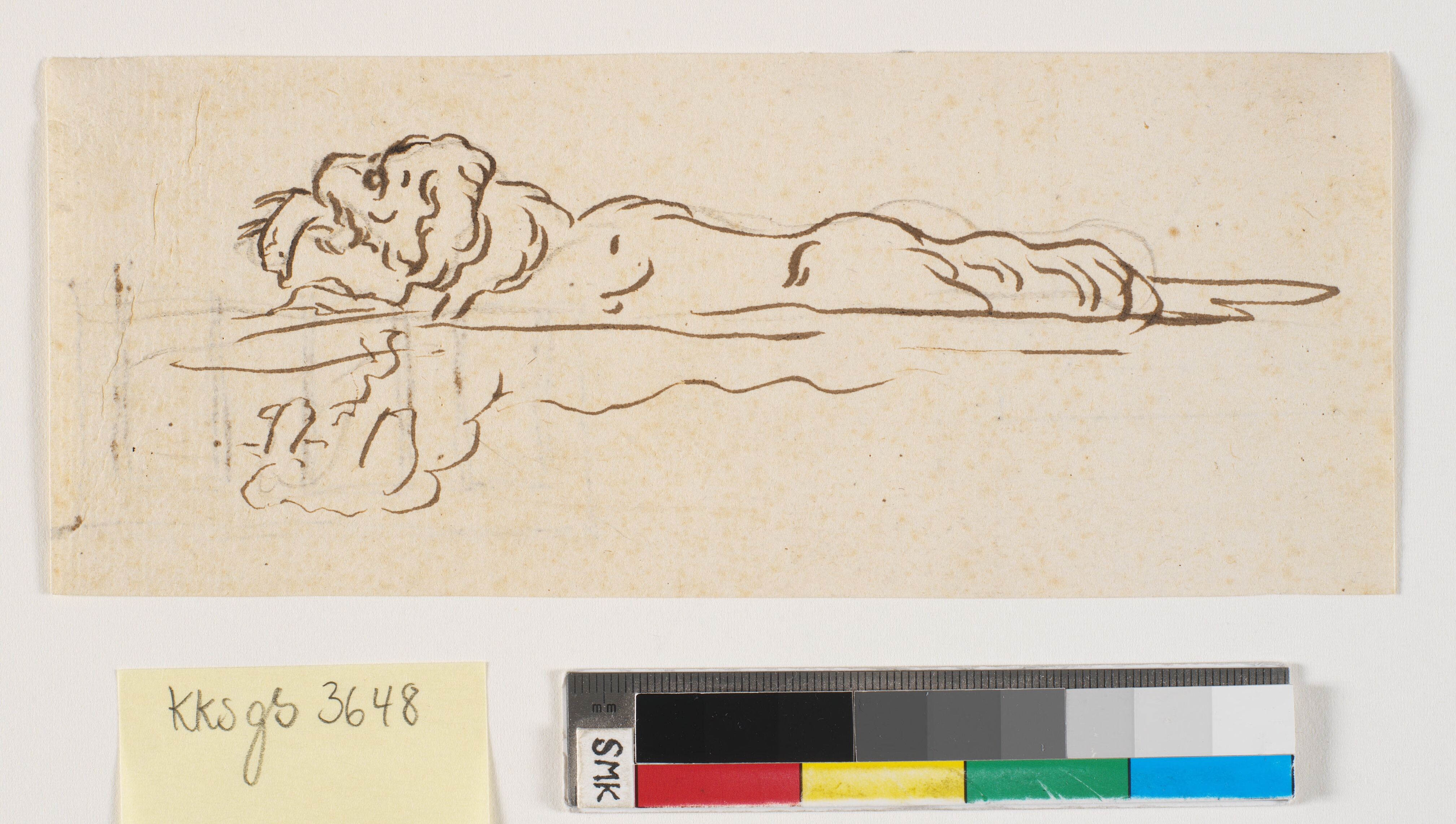 En svømmende hund med noget i flaben