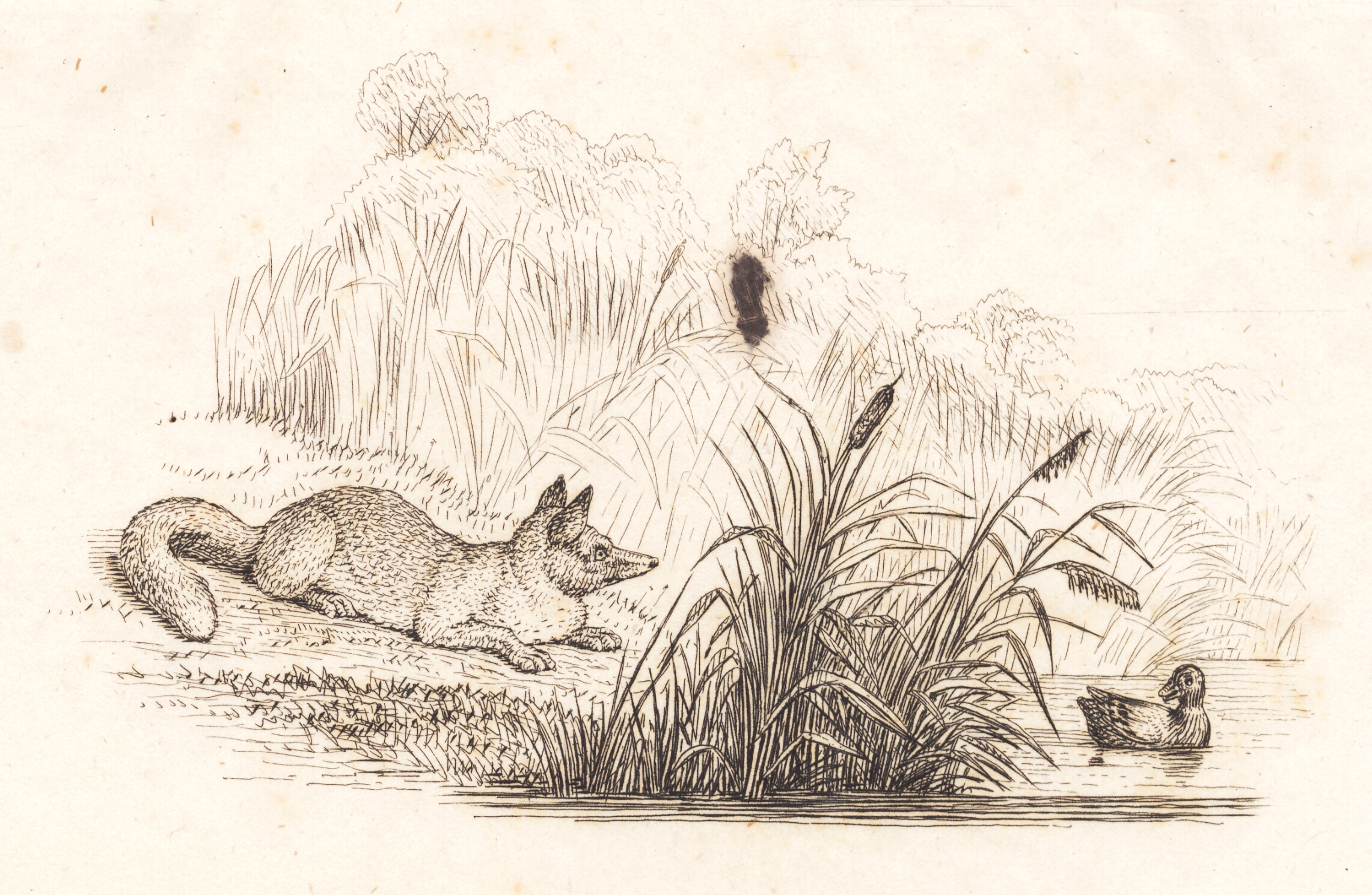 Illustration til "Halvhundrede Fabler for Børn" af Hey