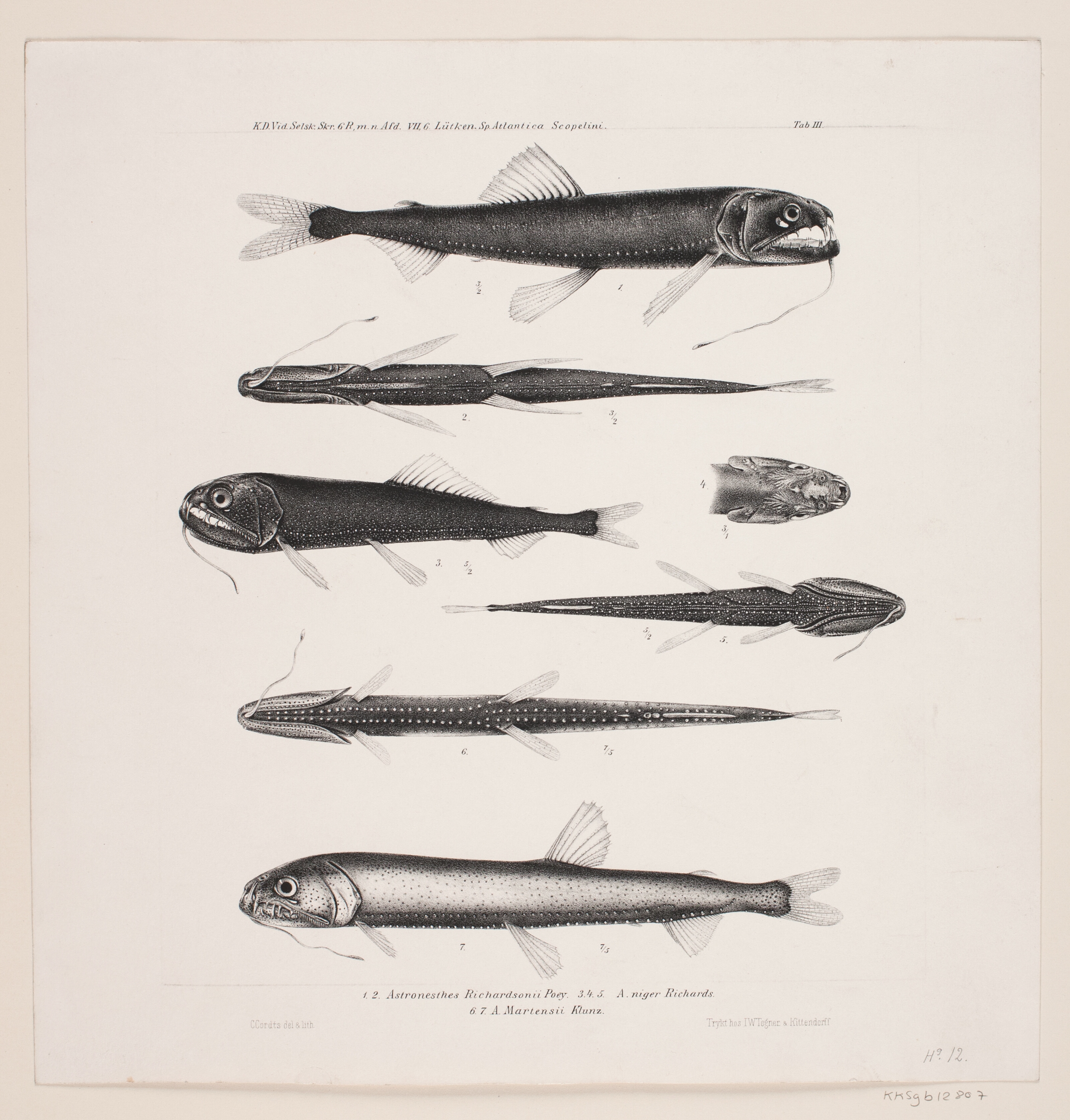 Naturhistorisk tegning