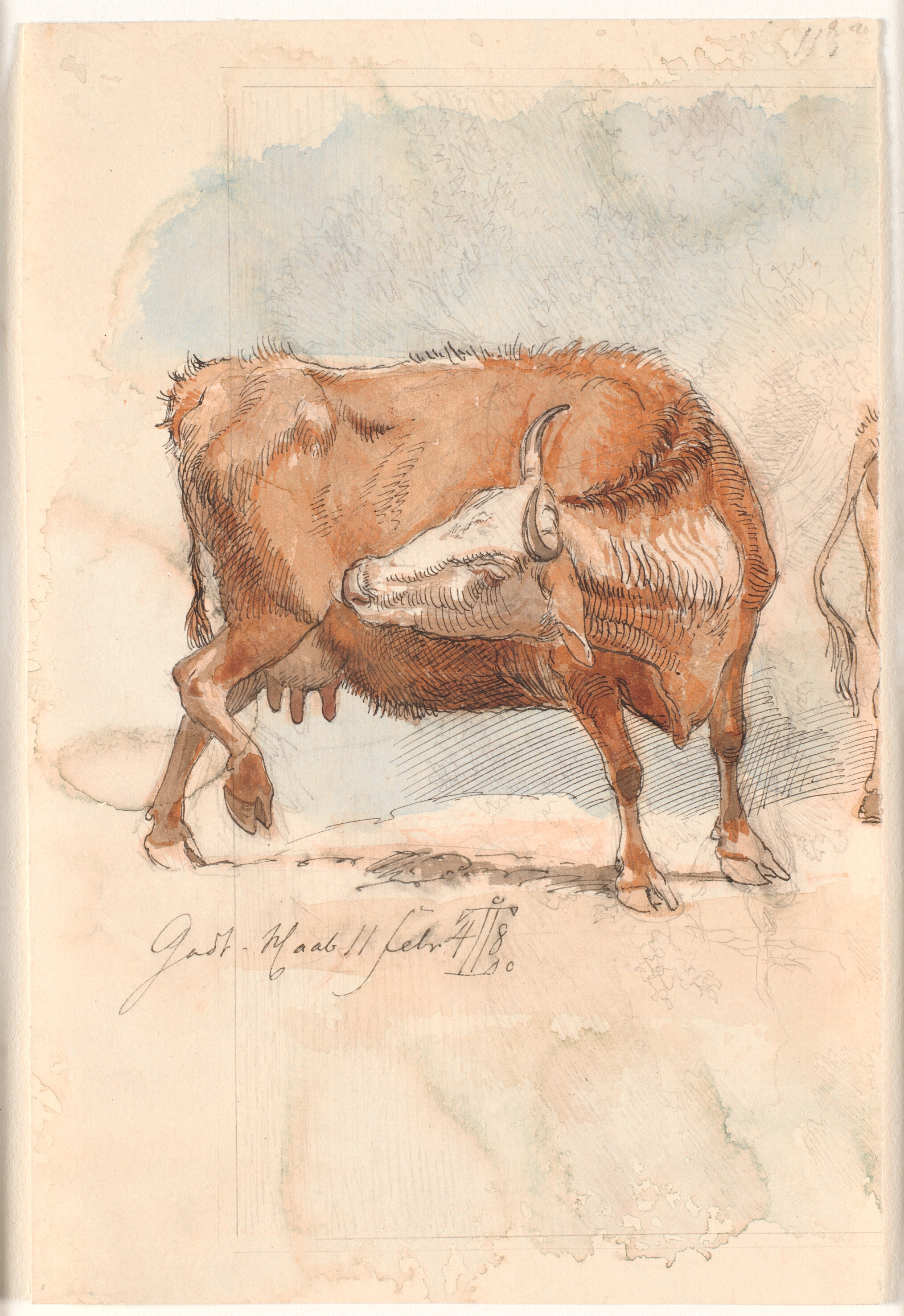 Rød ko, som slikker sit højre baglår