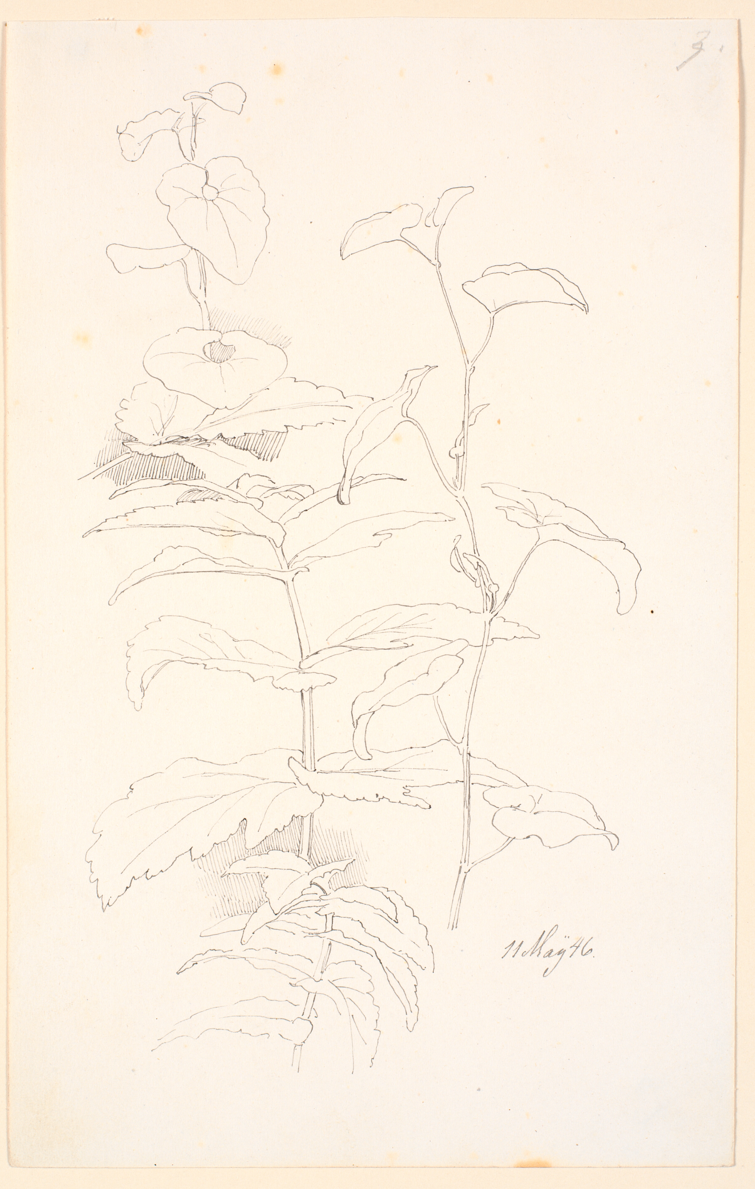 Plantestudier, bl.a. af snerle