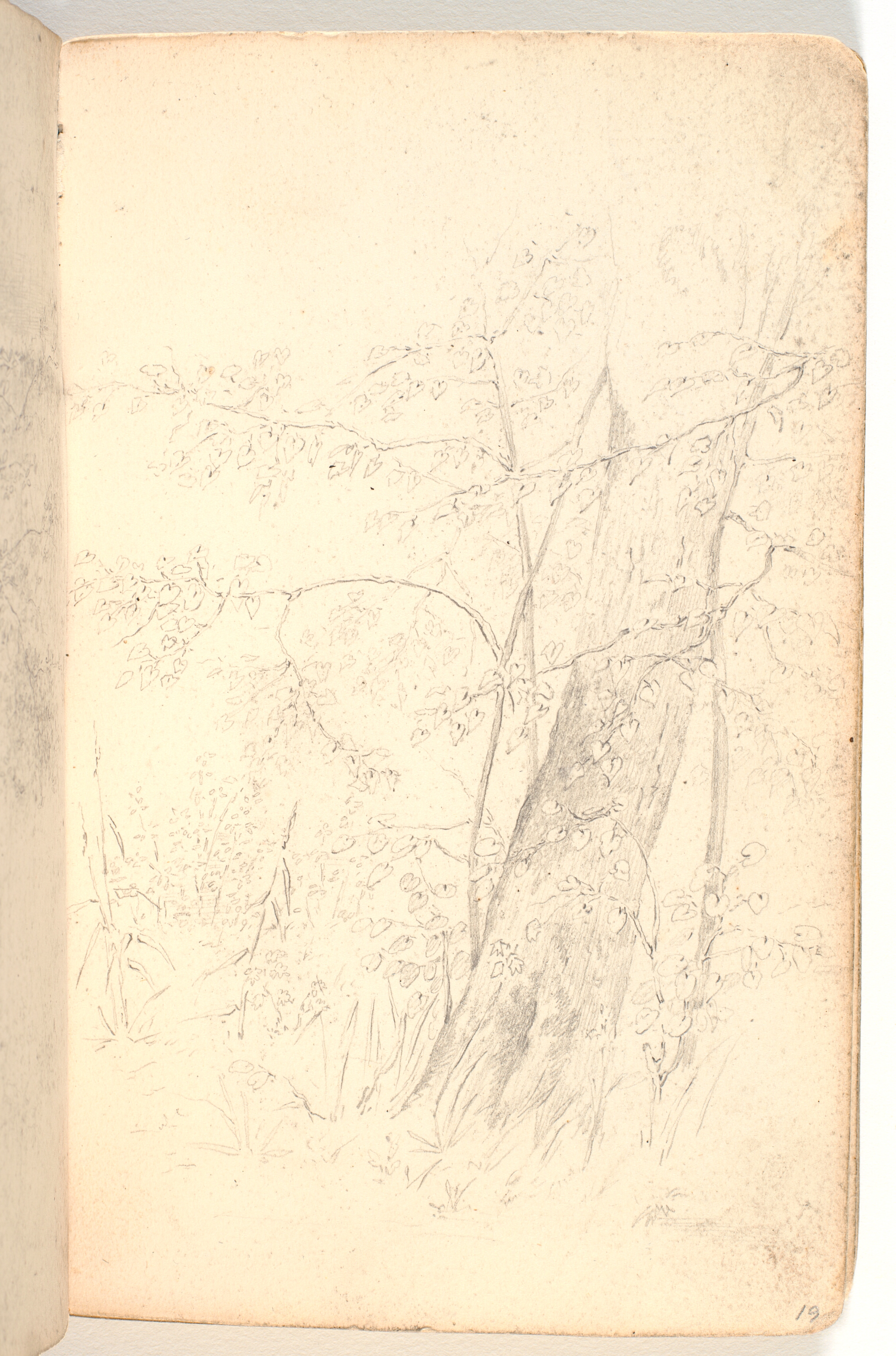 Rids af krat, træer og træstamme