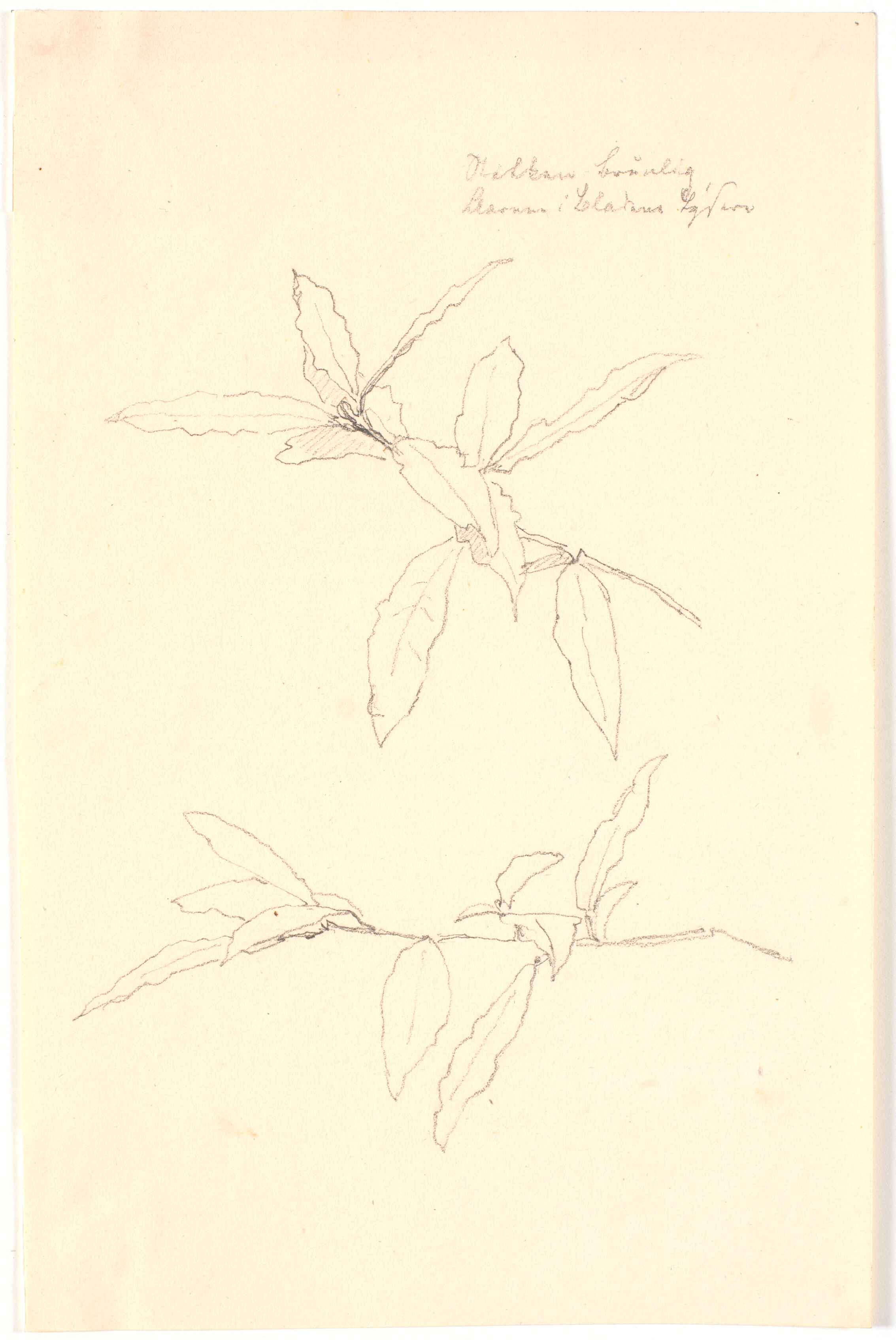 Bladstudier påført farveangivelser