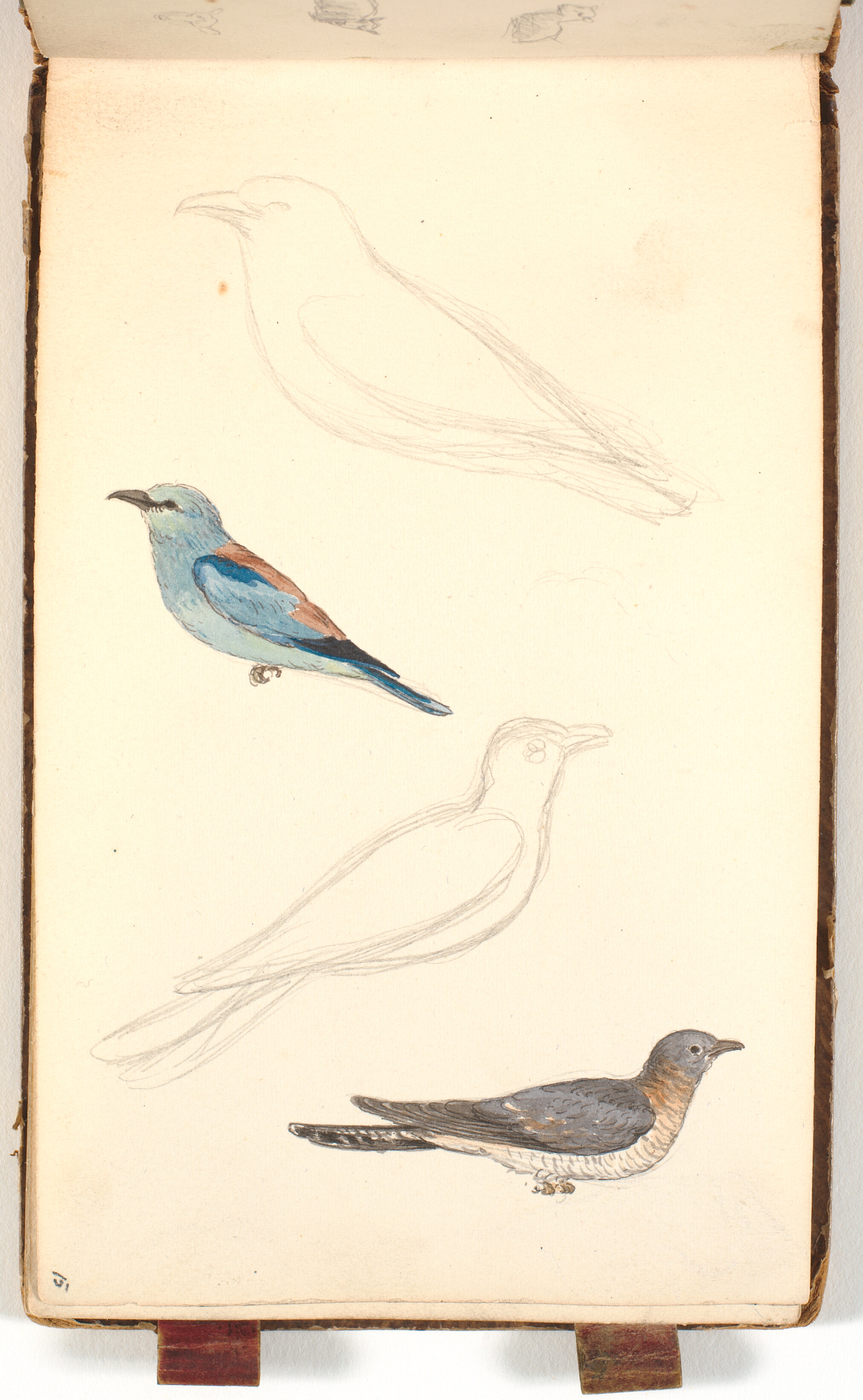 To studier af en ellekrage og to studier af en gøg