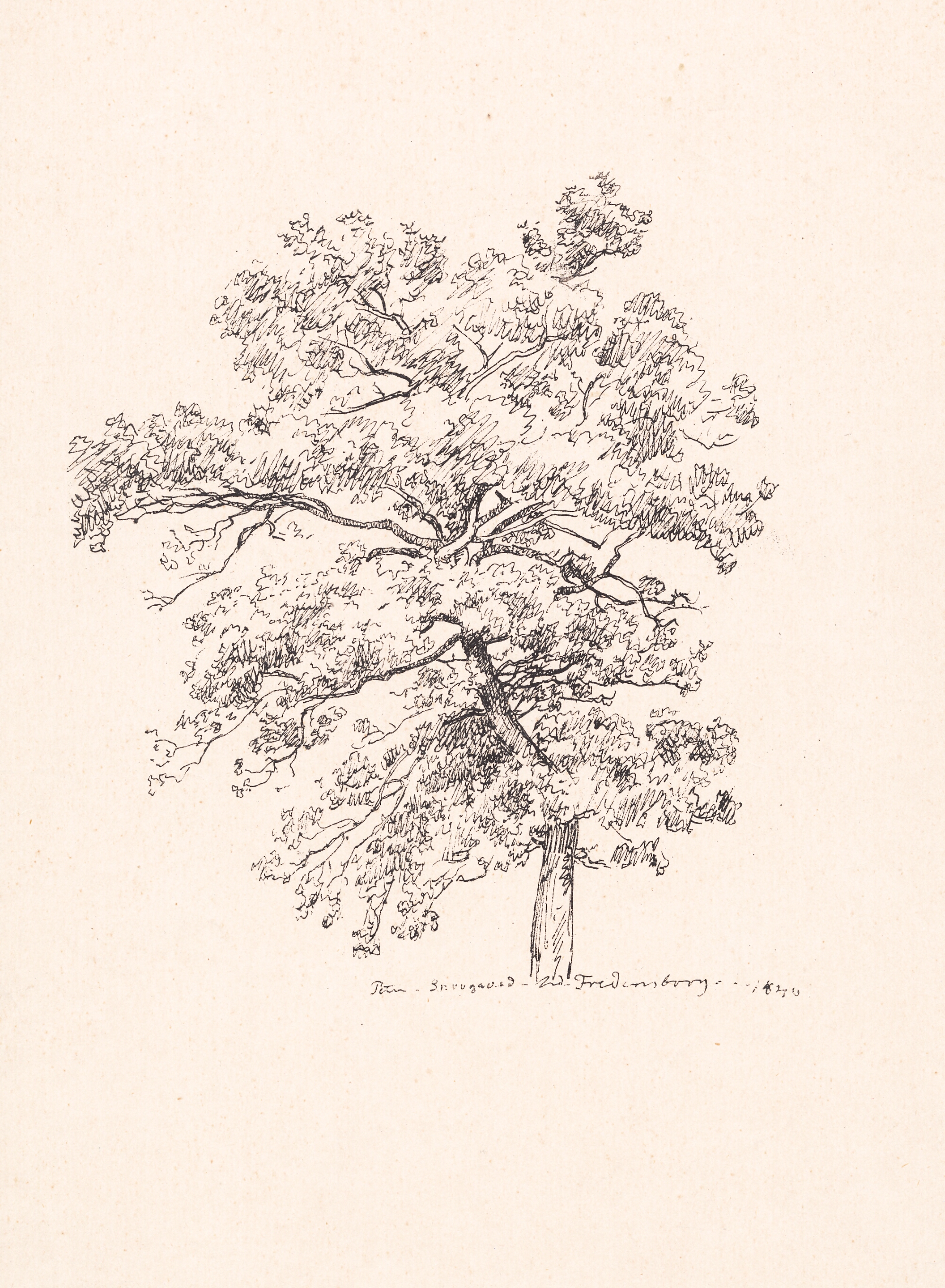 Træ ved Fredensborg