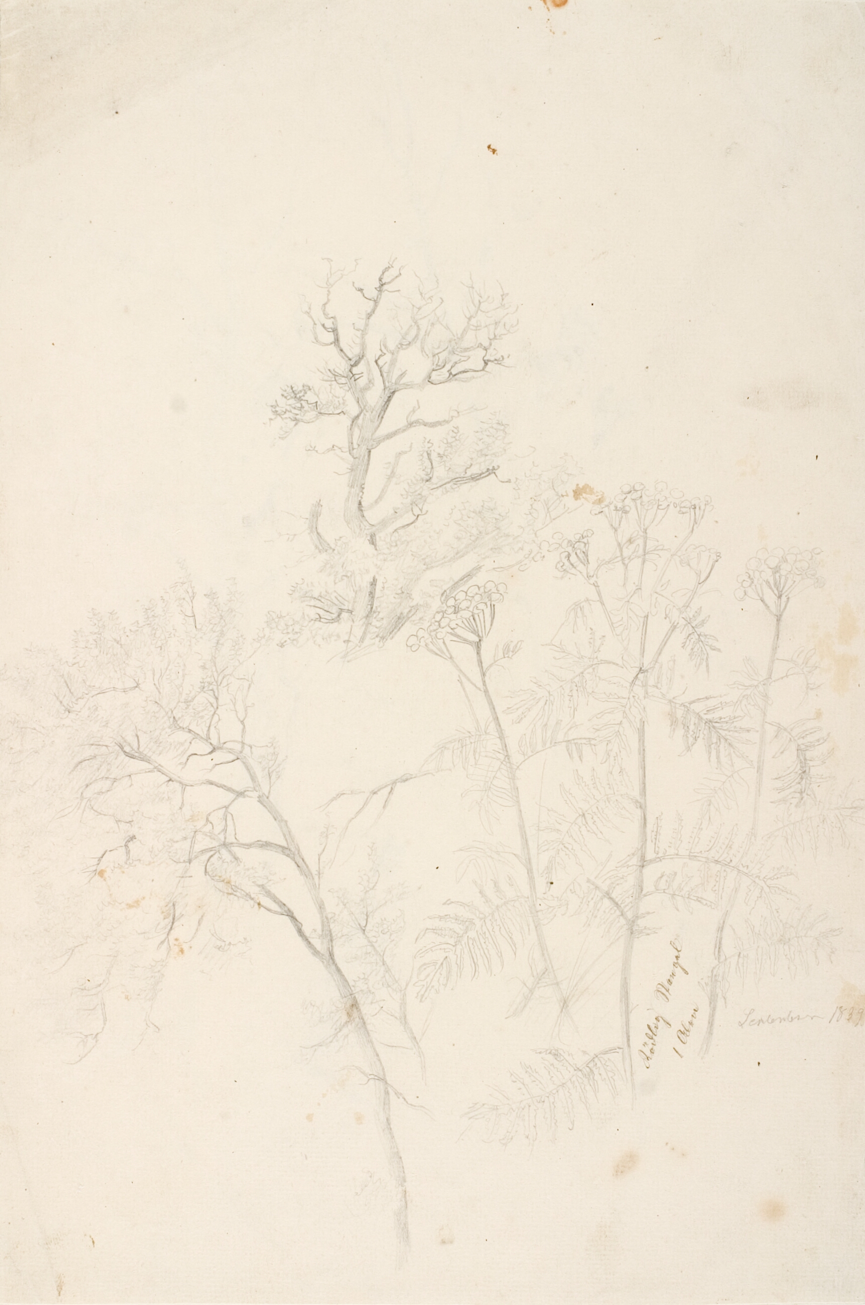 Studier af træer og planter