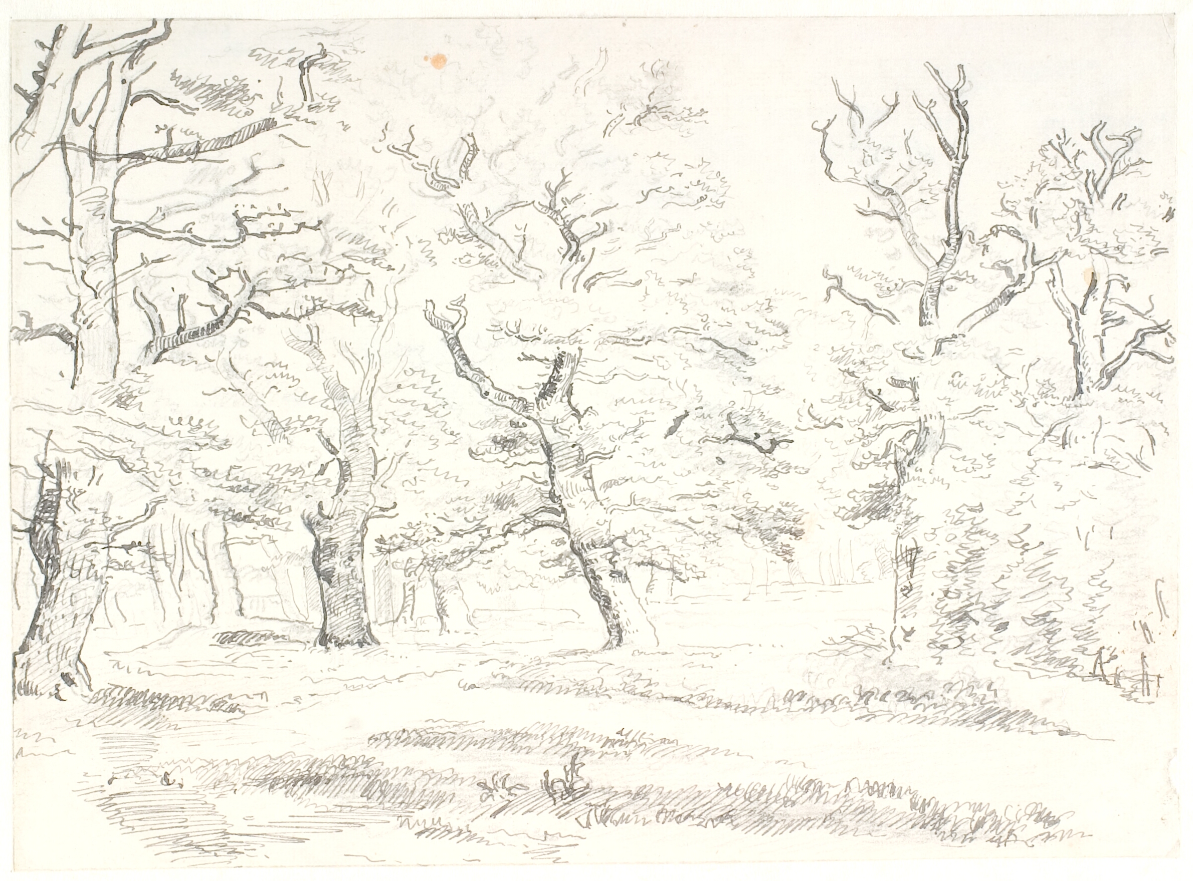 Skovinteriør med gamle egetræer