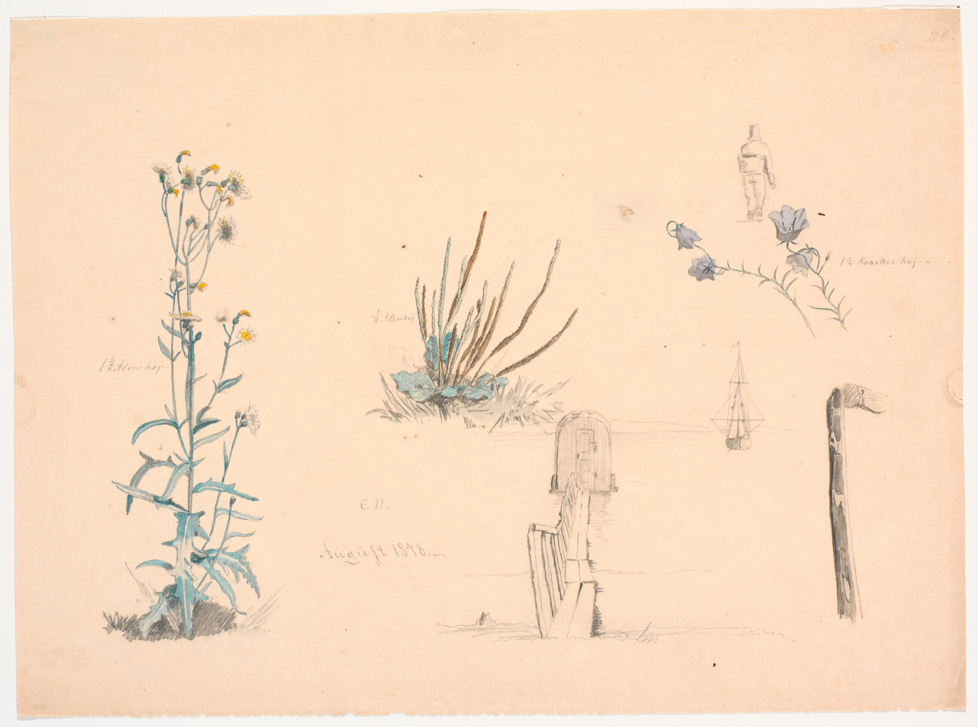 Plantestudier. En badehusbro og et skib