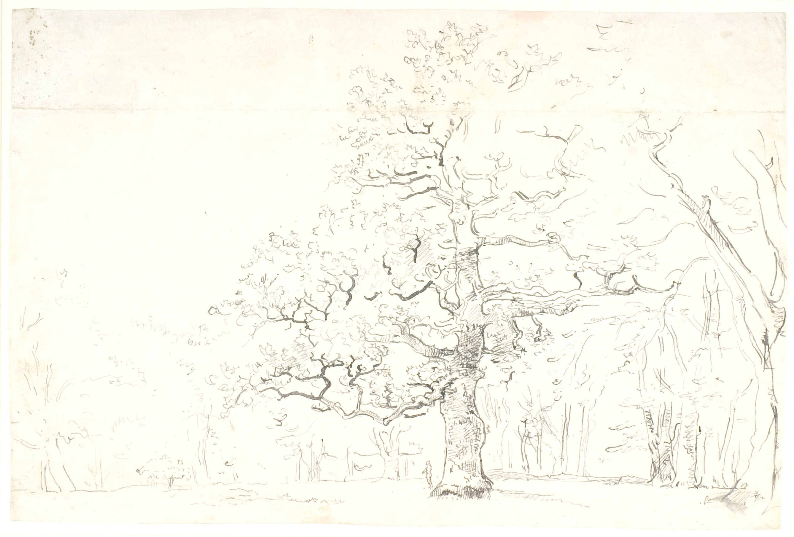 Studie af en gammel eg, omgivet af andre træer