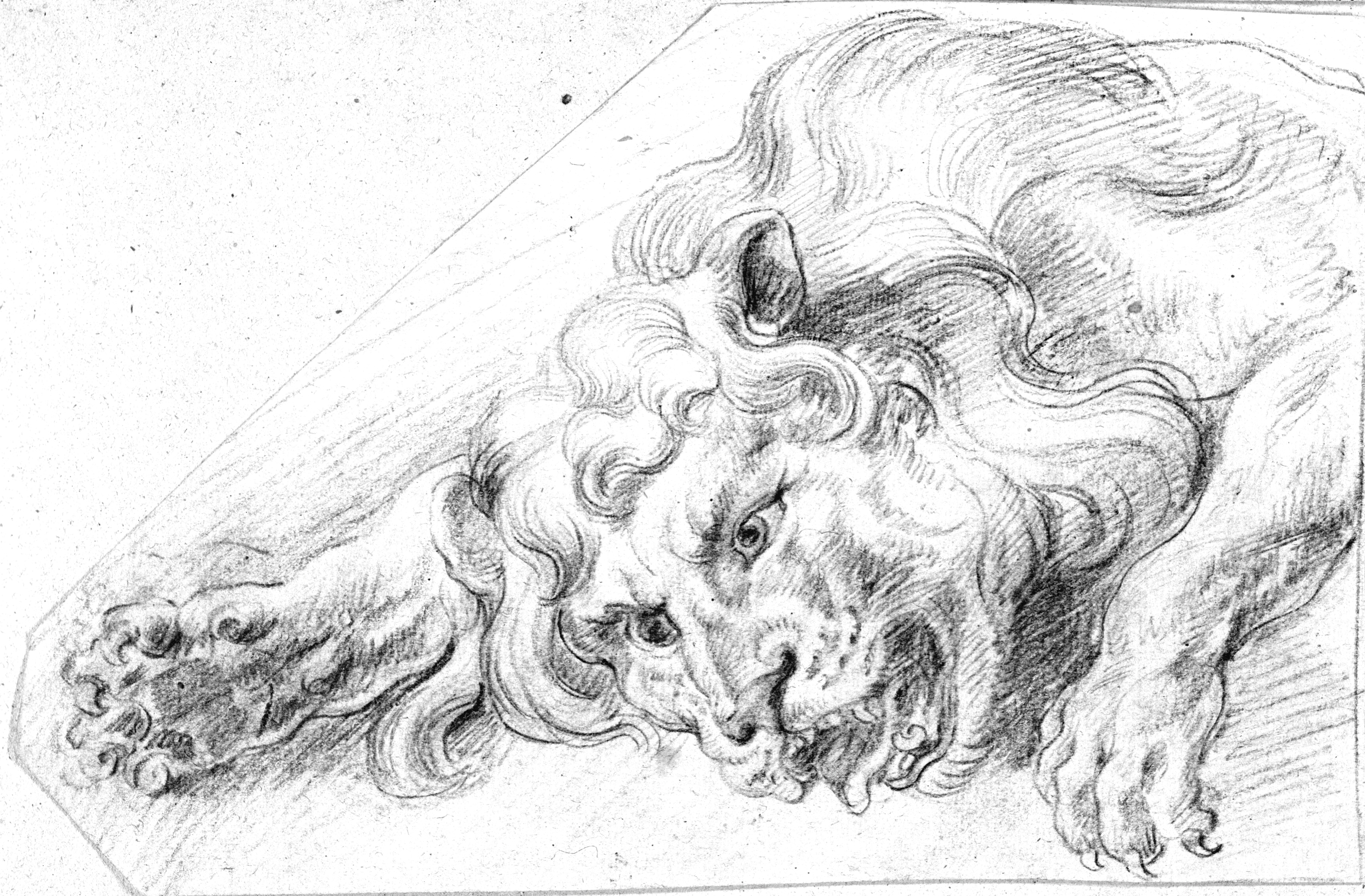 Forpartiet af en liggende løve, fra 'David slås med bjørnen'.