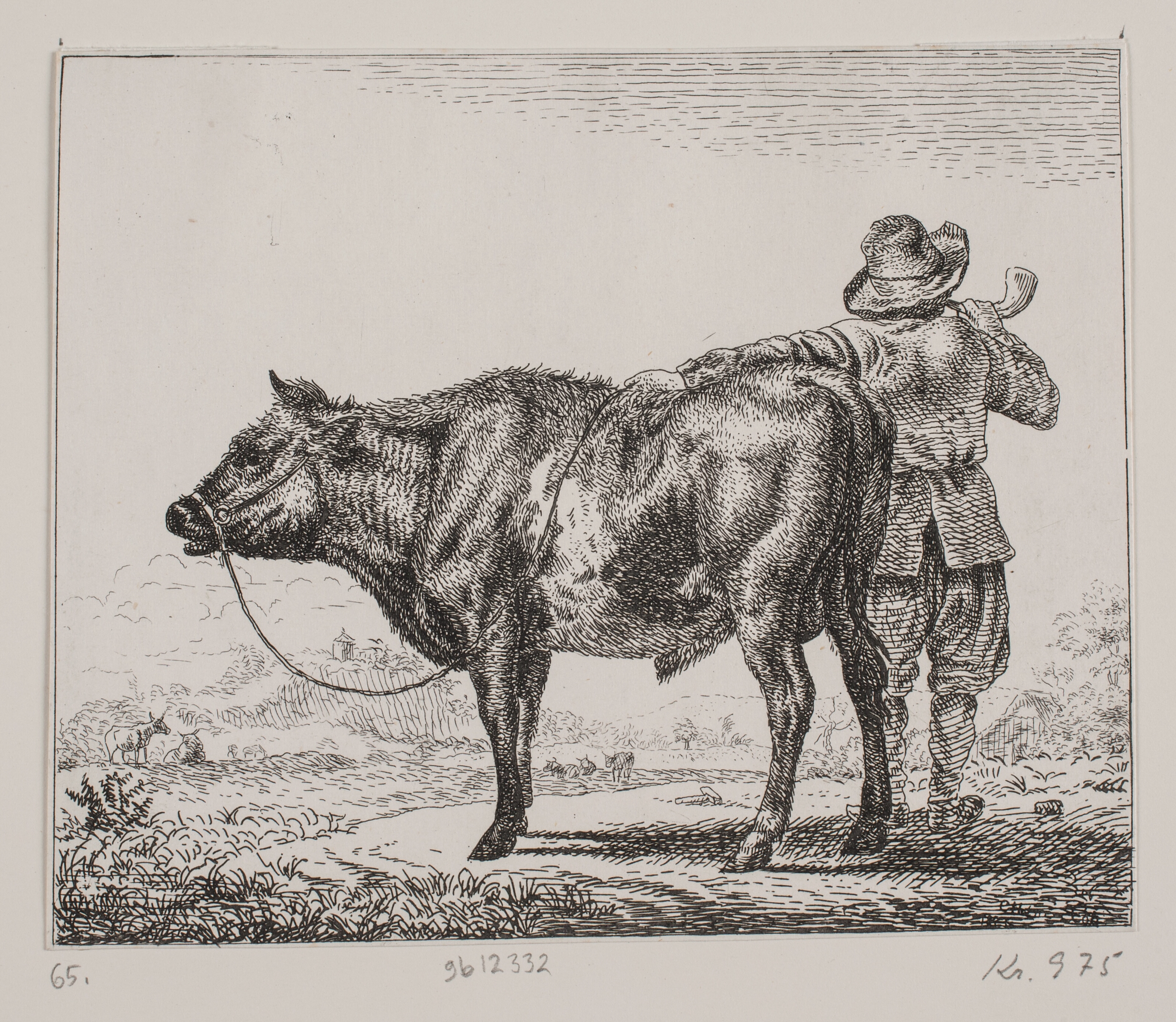 En ko med rygvendt hyrde