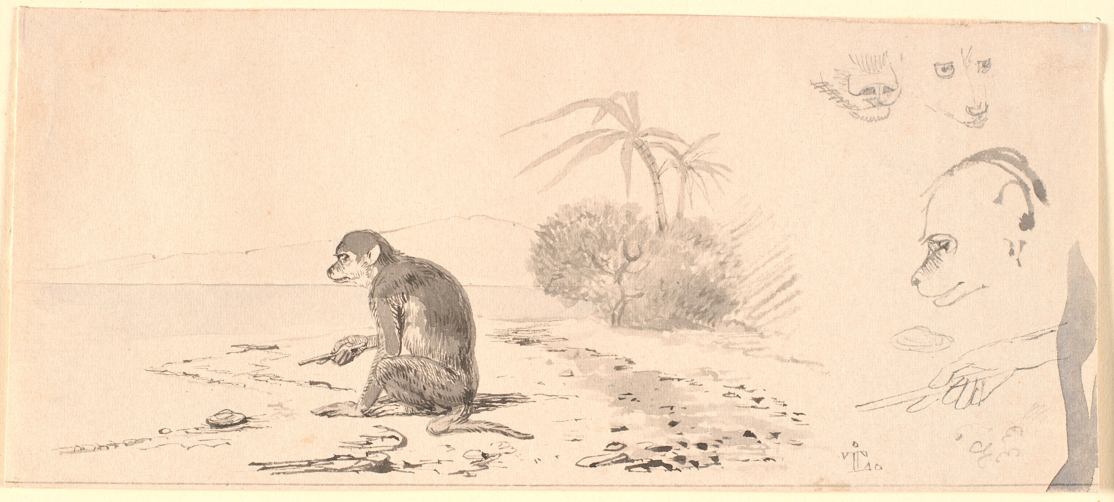 Abekatten. T.h. studier af abeho-veder m.m.