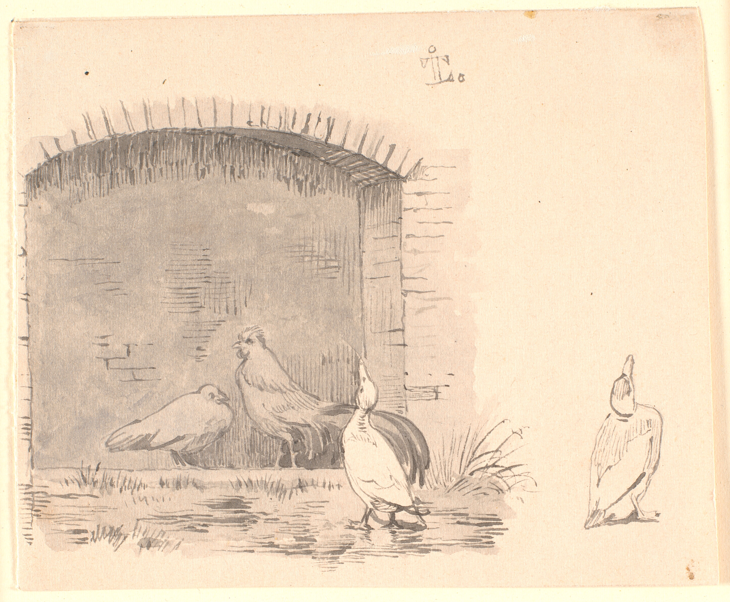 Hønsene og ænderne. Th. studie af en and som nyder regnen