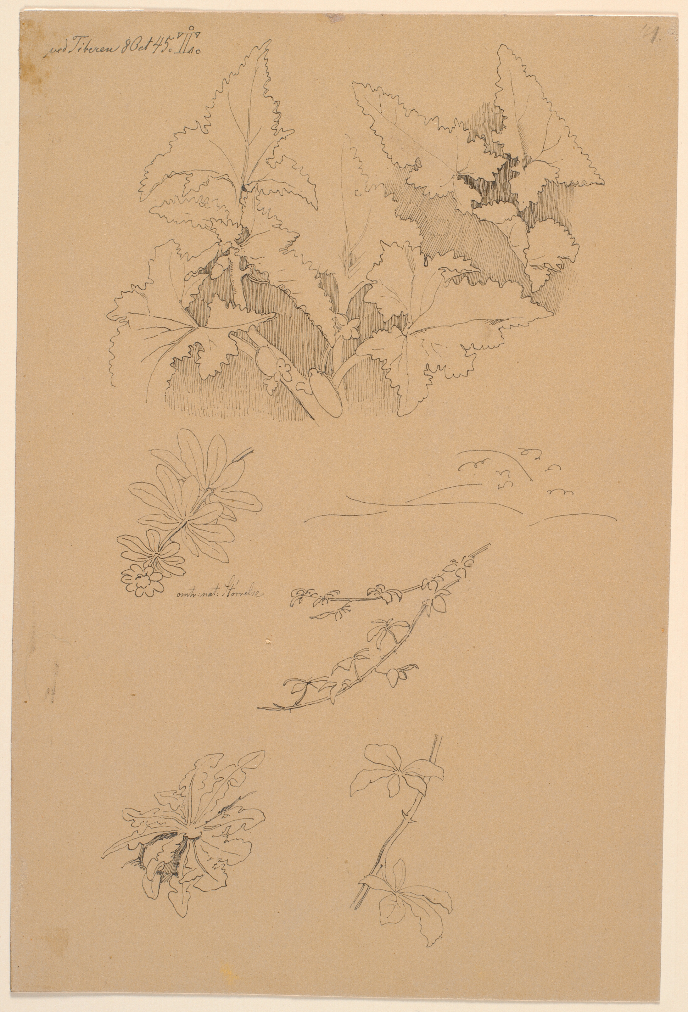 Blad- og blomsterstudier