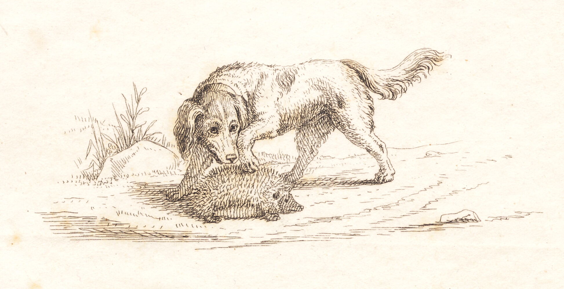 Illustration til "Halvhundrede Fabler for Børn" af Hey