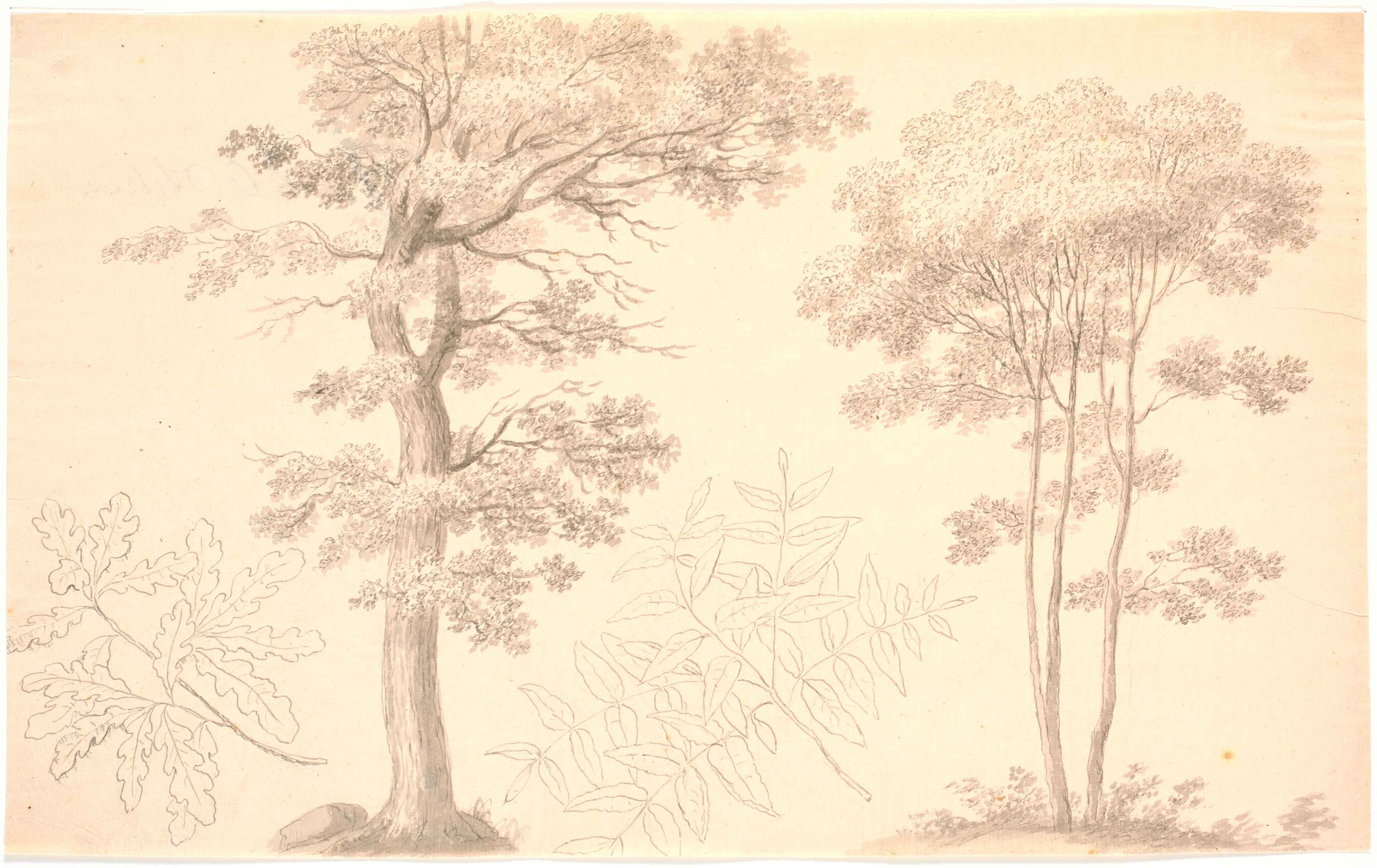 Træer og bladstudier