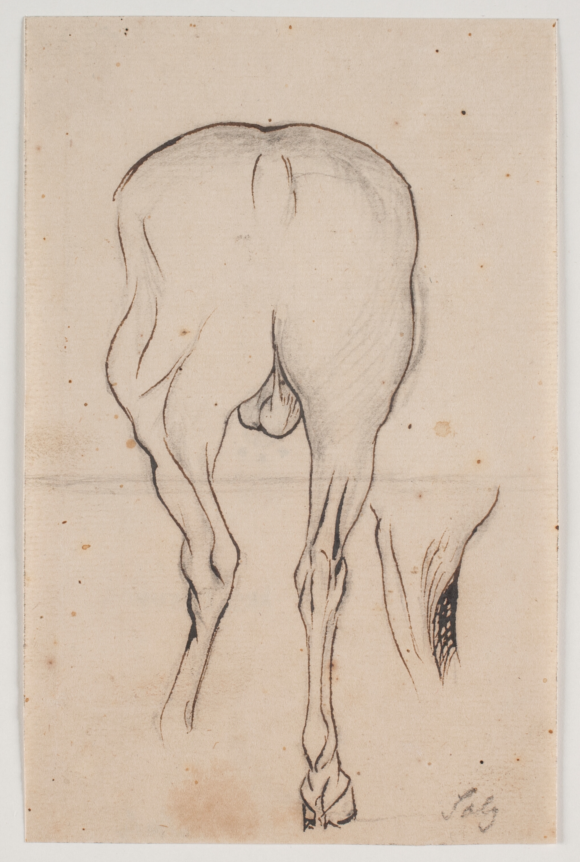 Hest set bagfra samt et hesteben