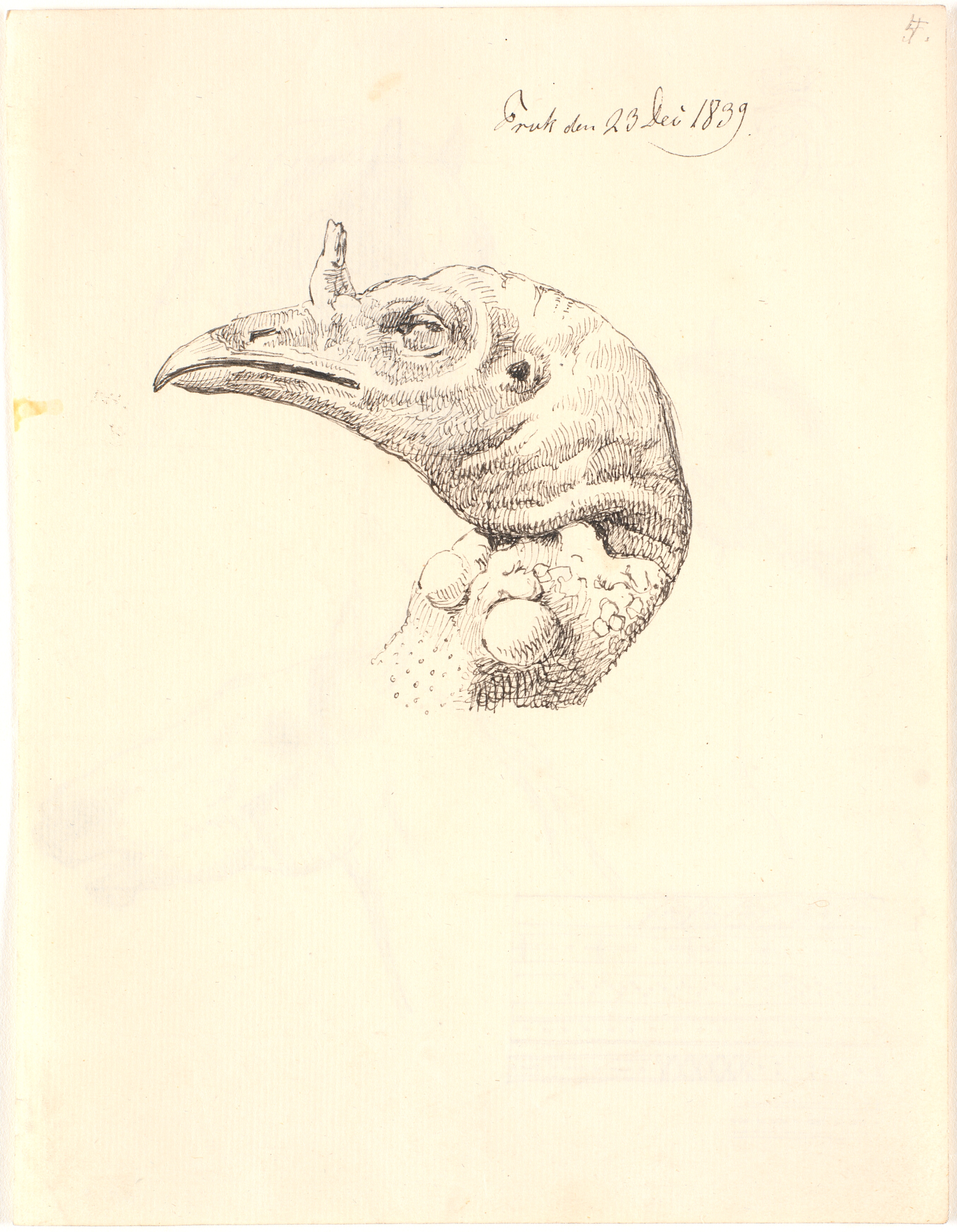 Hovede af en død kalkunhøne