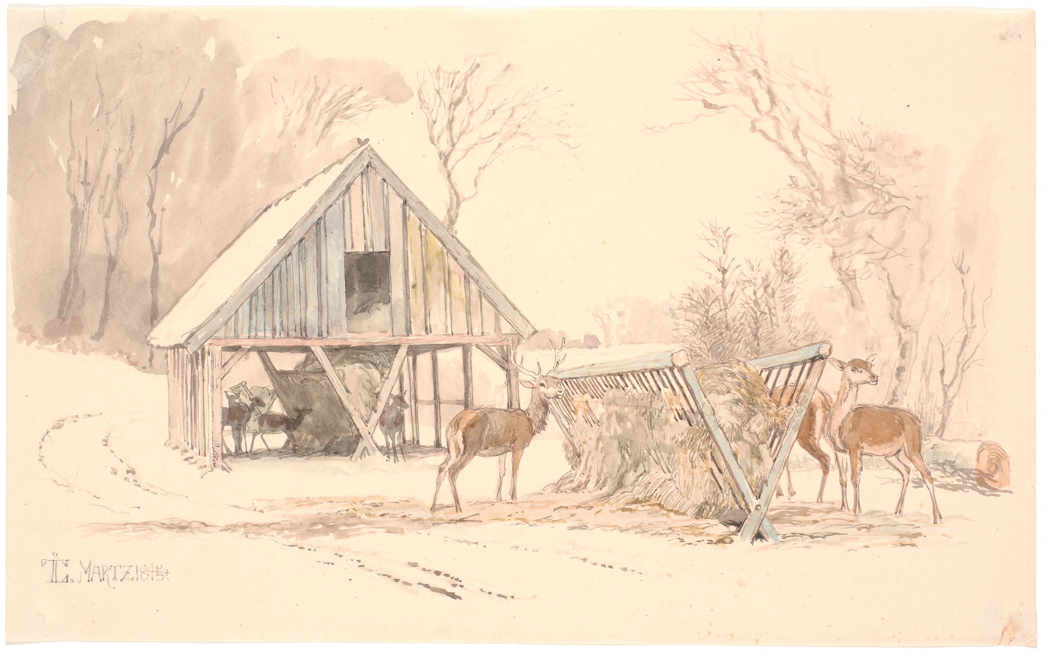 Foderhækkene til vildtet i Dyrehaven