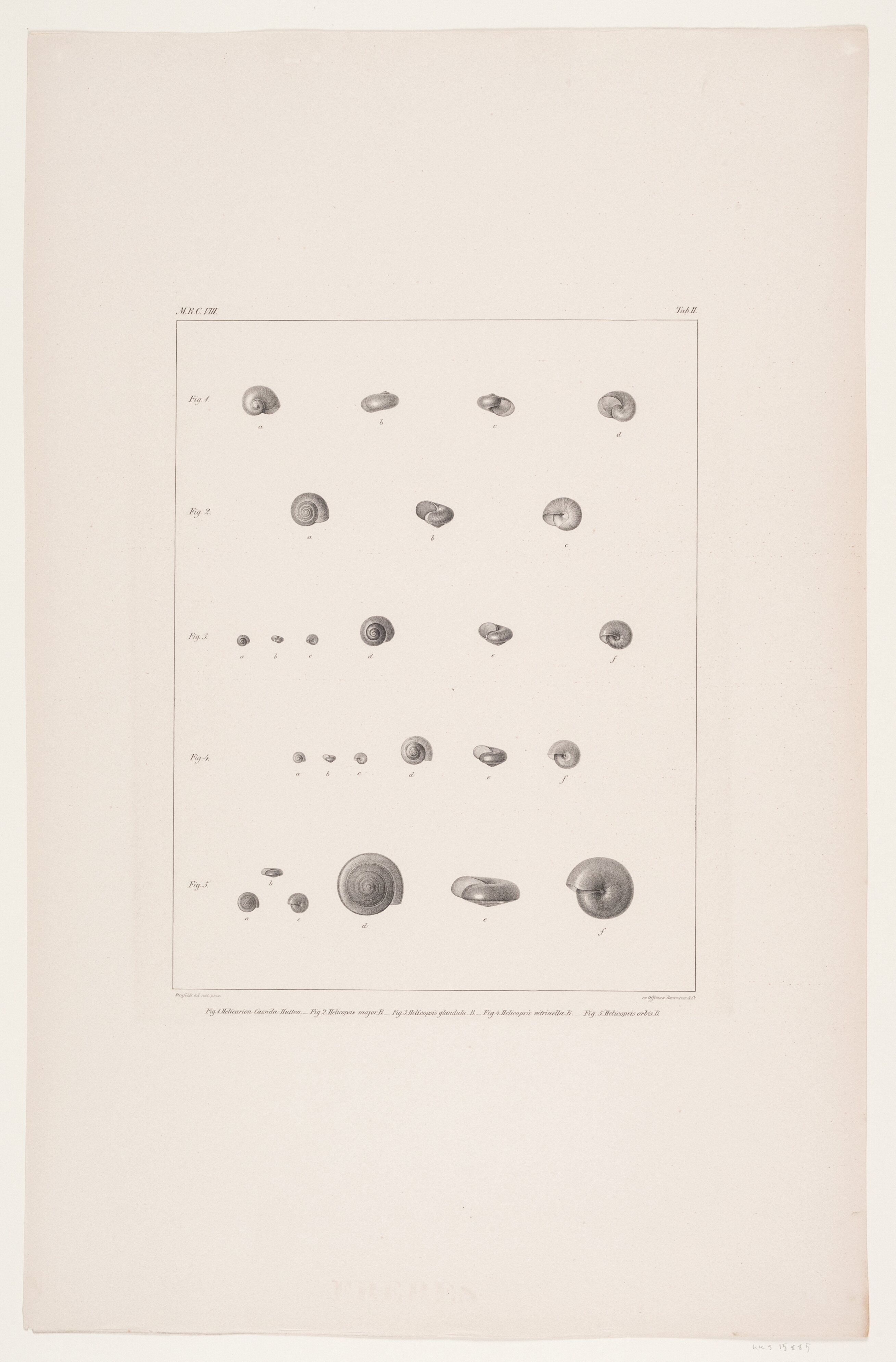 Christian VIII´s konkyliesamling, tavle II