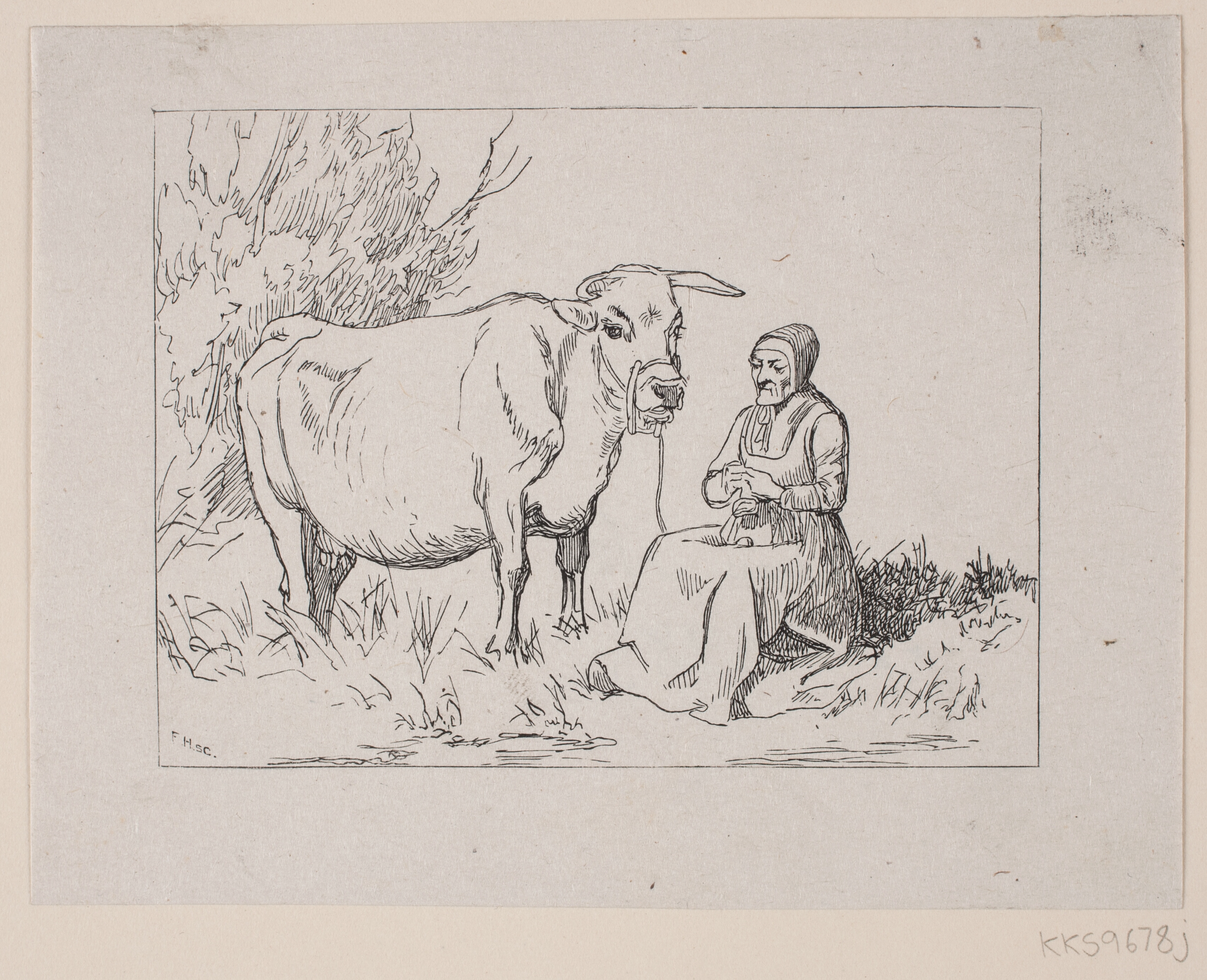 Strikkende Bondekonde med en Ko