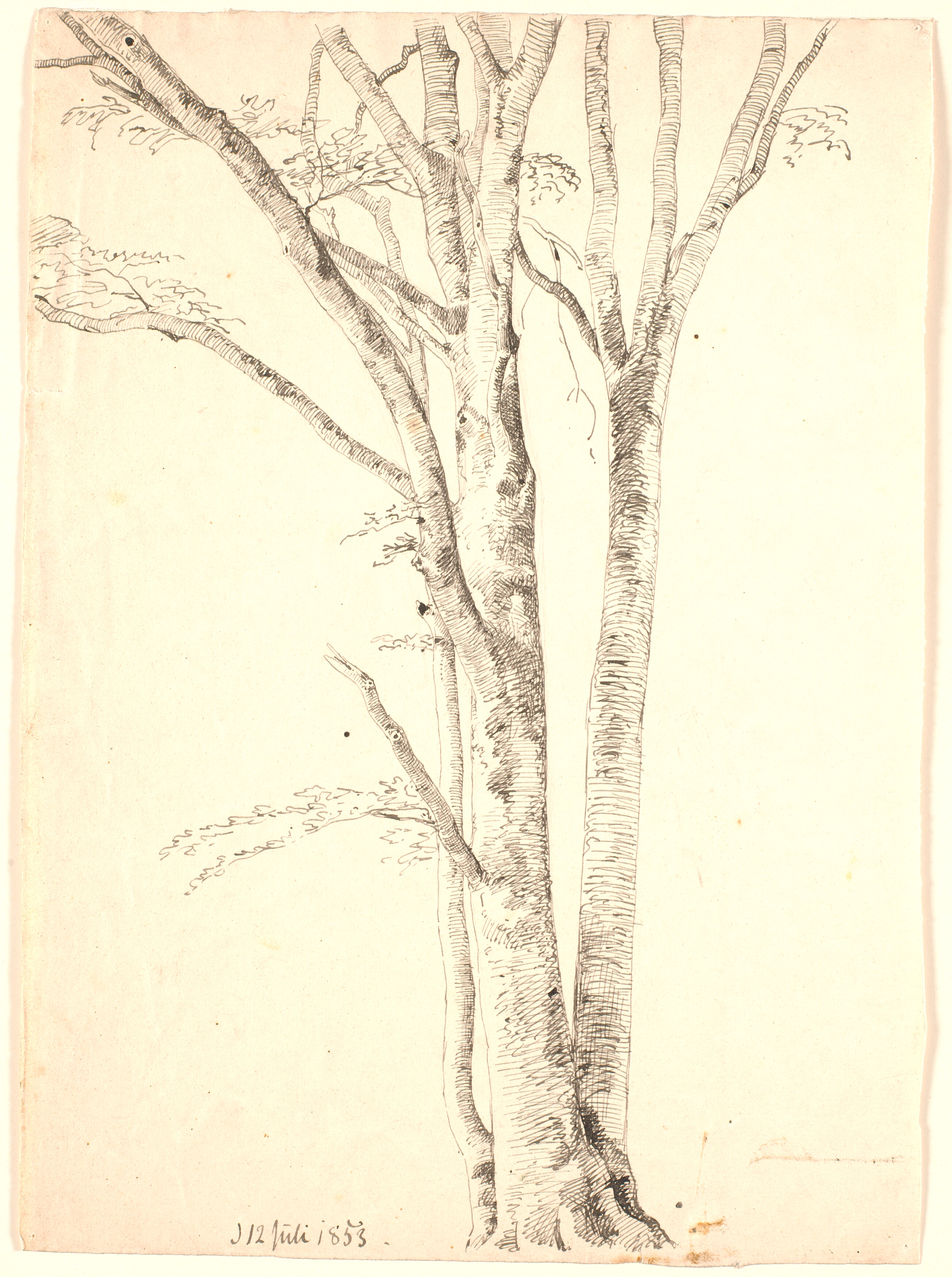 Tre slanke bøgestammer med meget lidt løv.