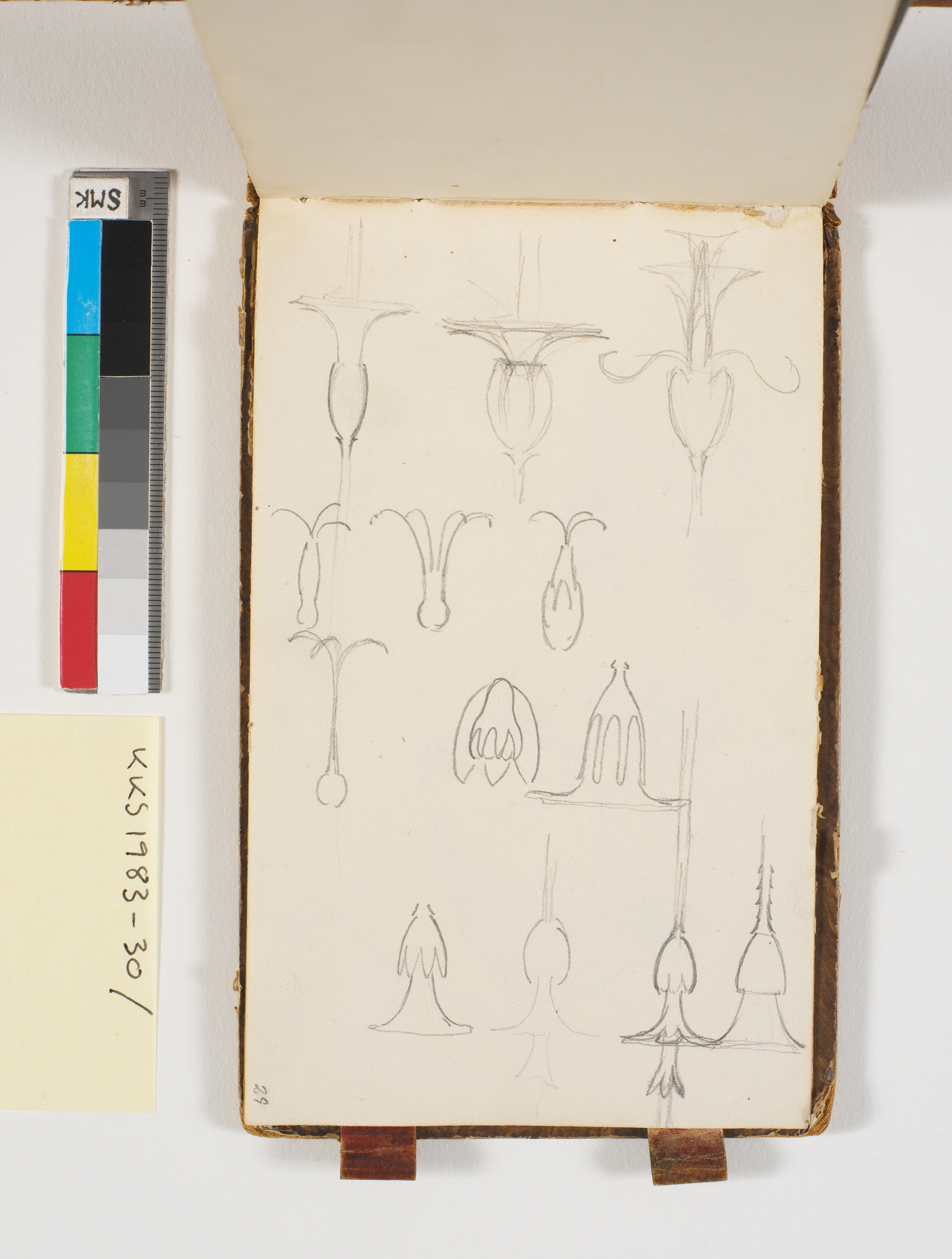 Detaljestudier af blomsterhoveder