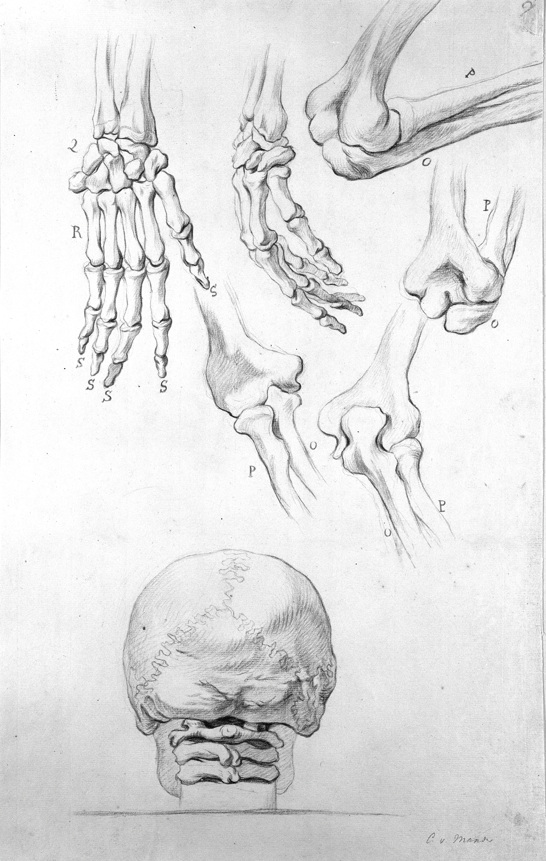 To hænder, fire albueled og et kranium med tre nakkehvirvler, set bagfra.