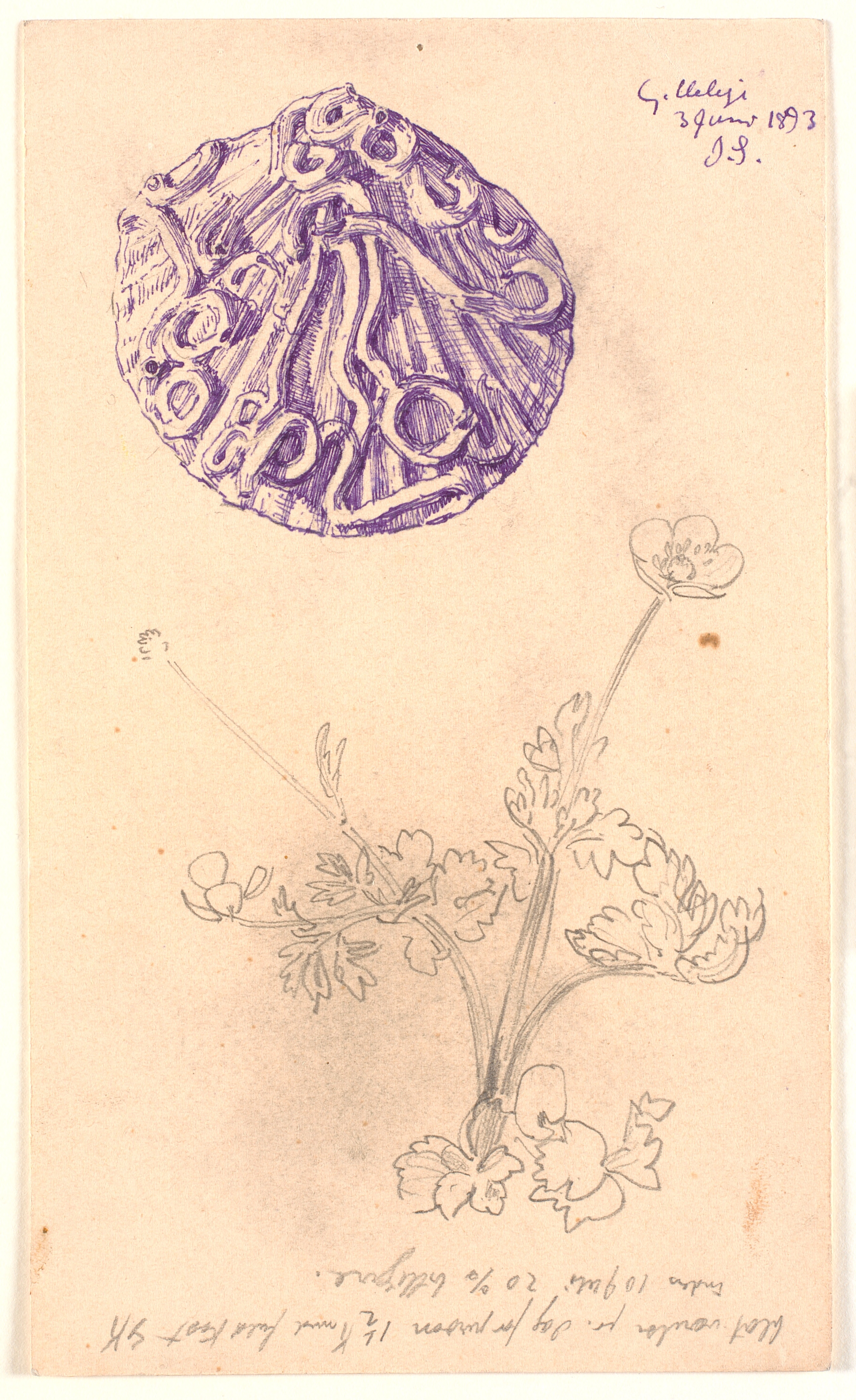 Studie af muslingeskal og en plante