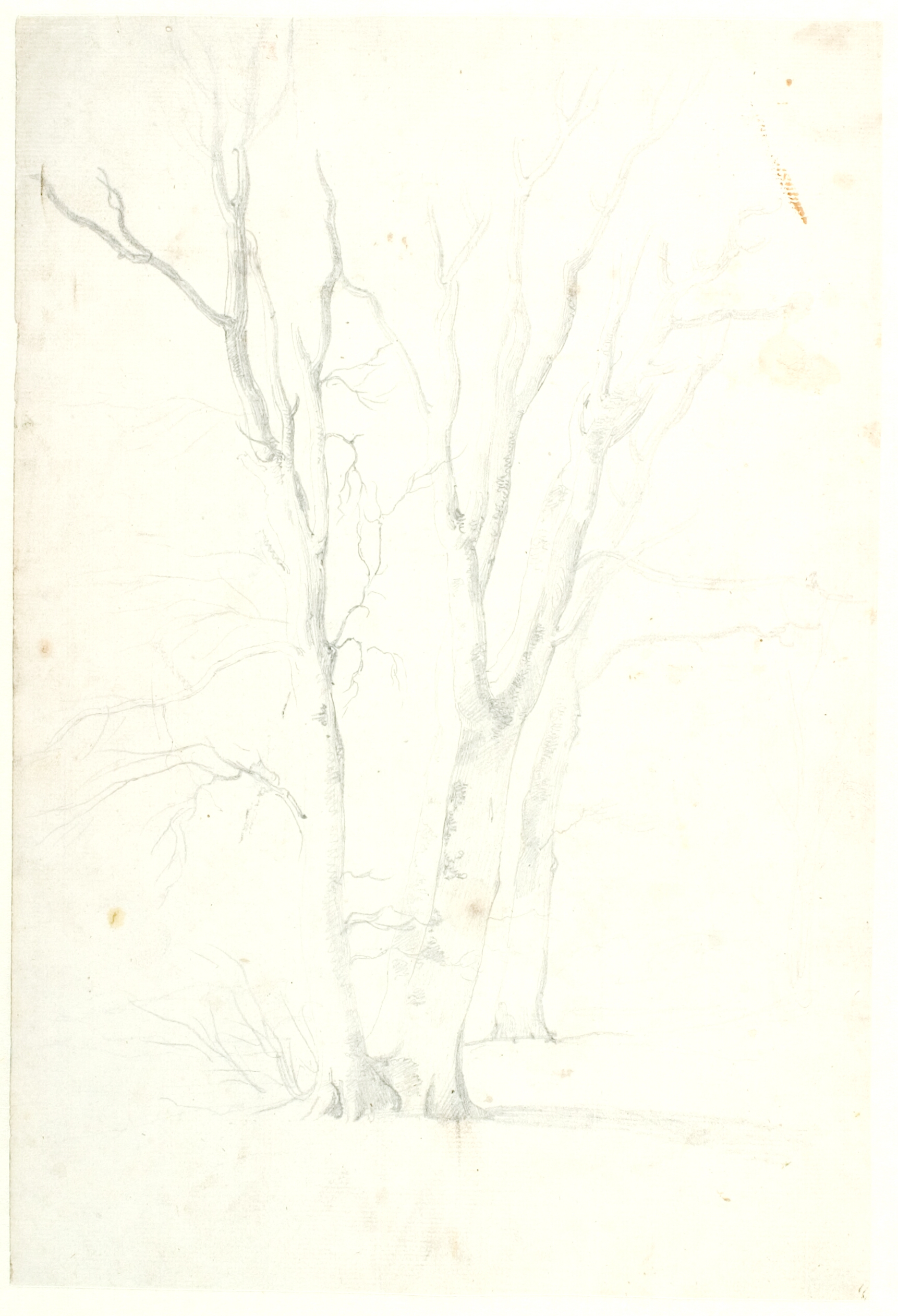 Studie af bøgetræer