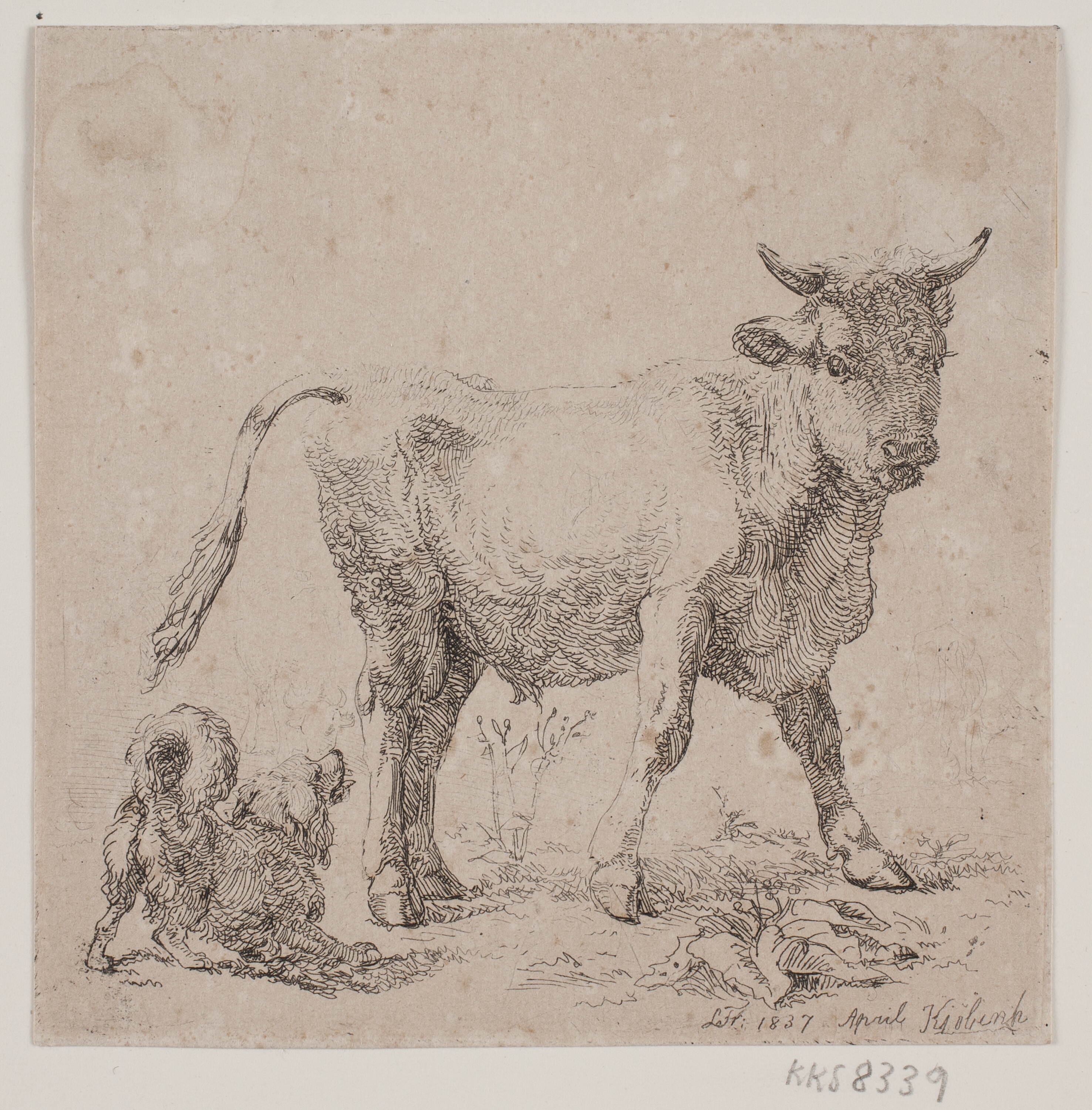 En tyrekalv og en gøende hund