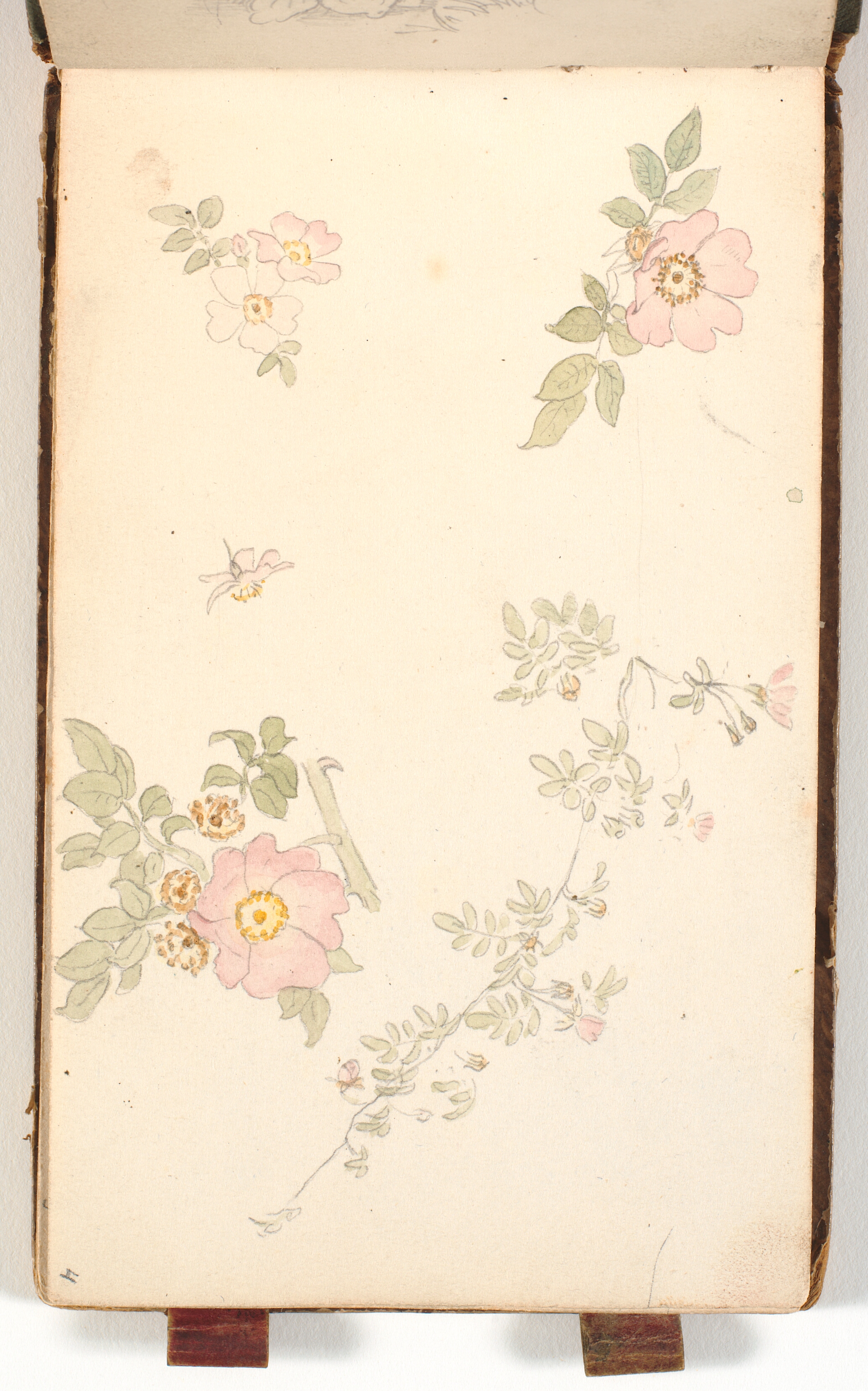 Studier af roser og af en rosengren