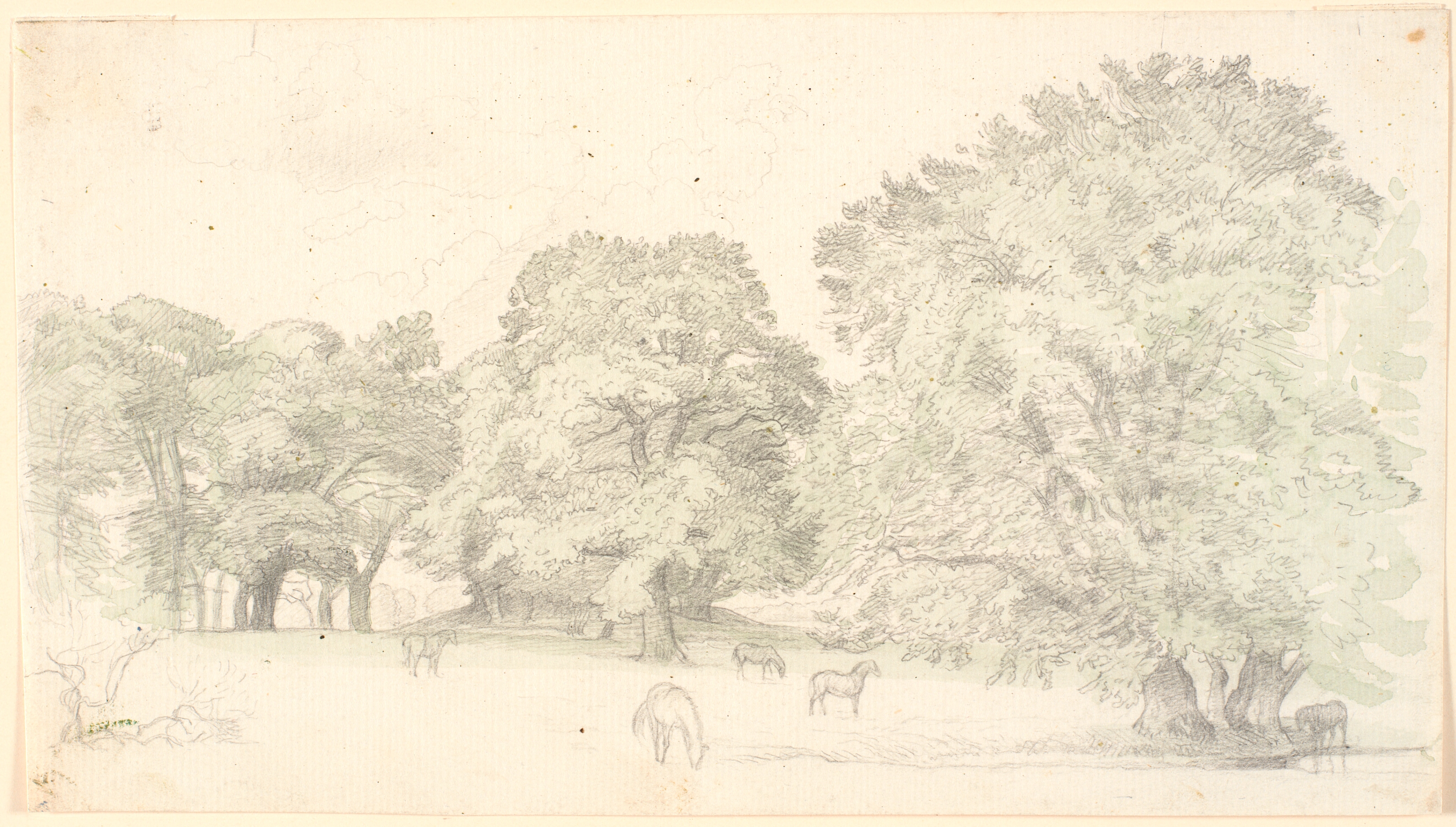 Heste på en lysning ved store egetræer. Sandsynligvis Dyrehaven.